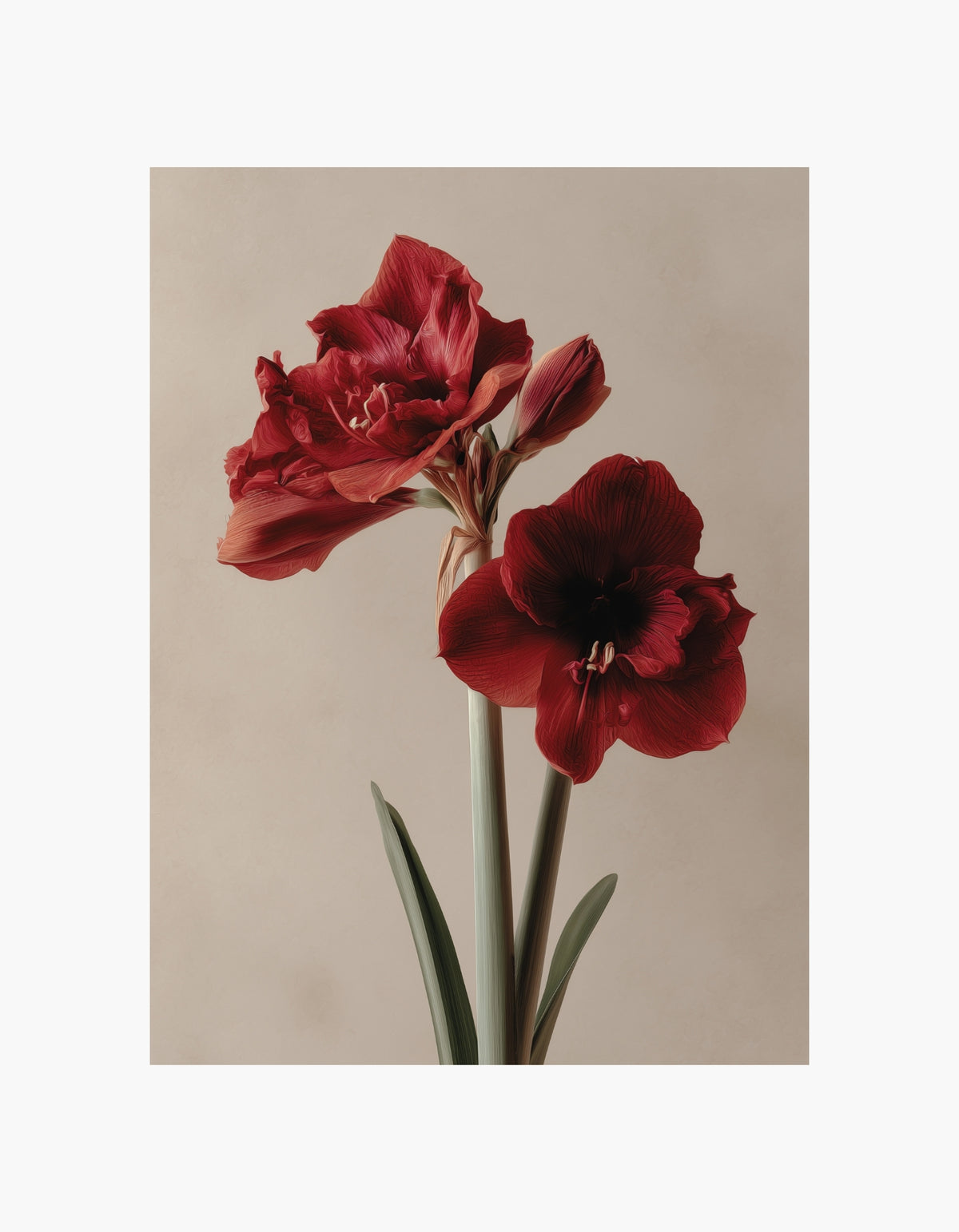 Rød amaryllis-plakat