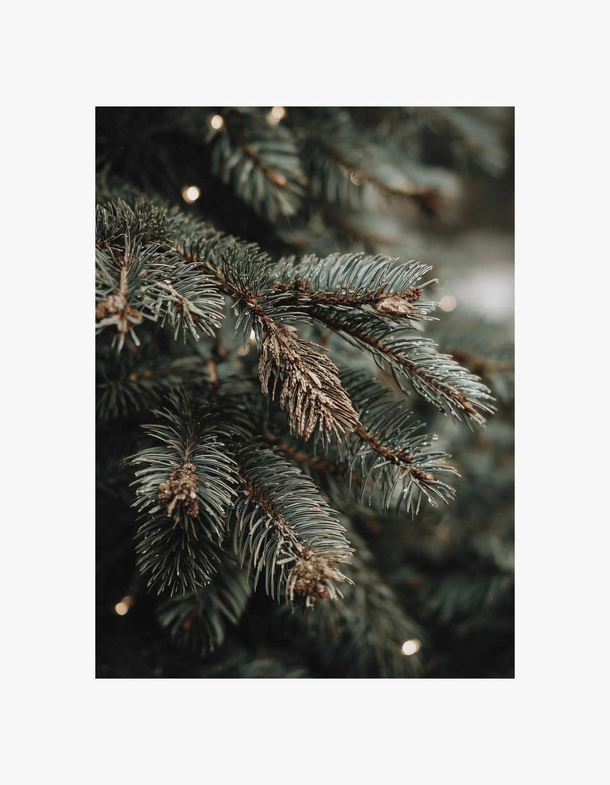 Plakat med julegren