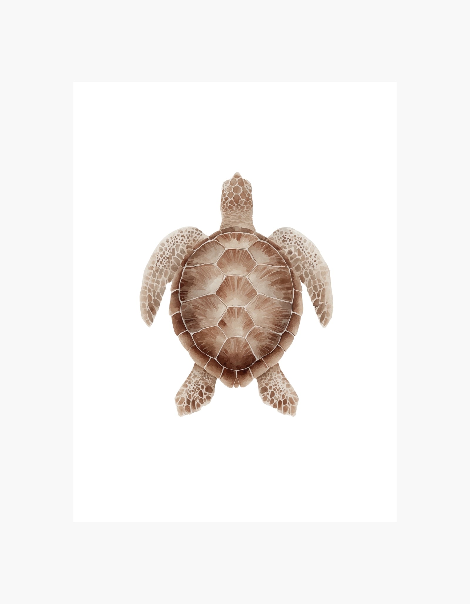 Havskildpadde-plakat