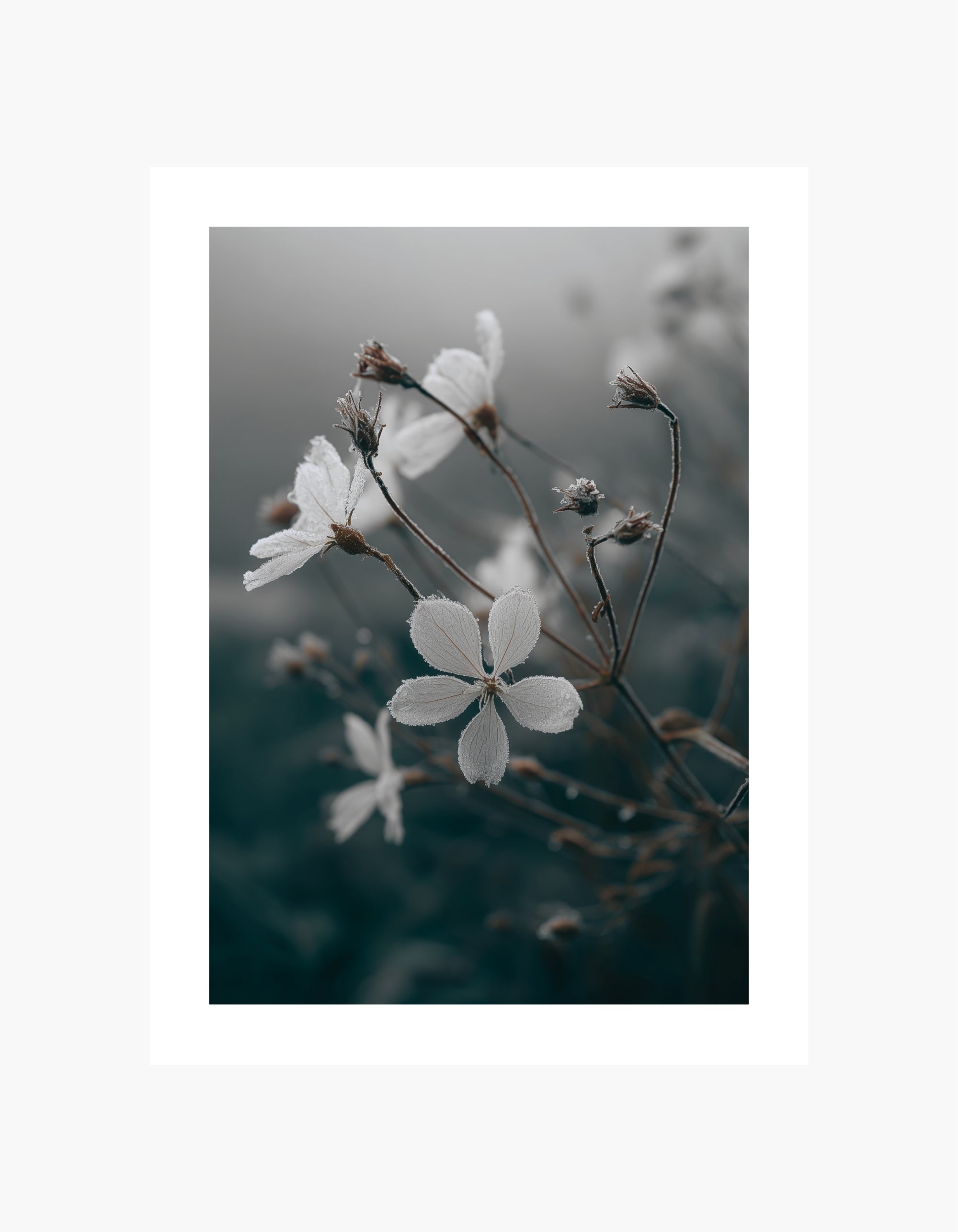 Frostet blomsterplakat