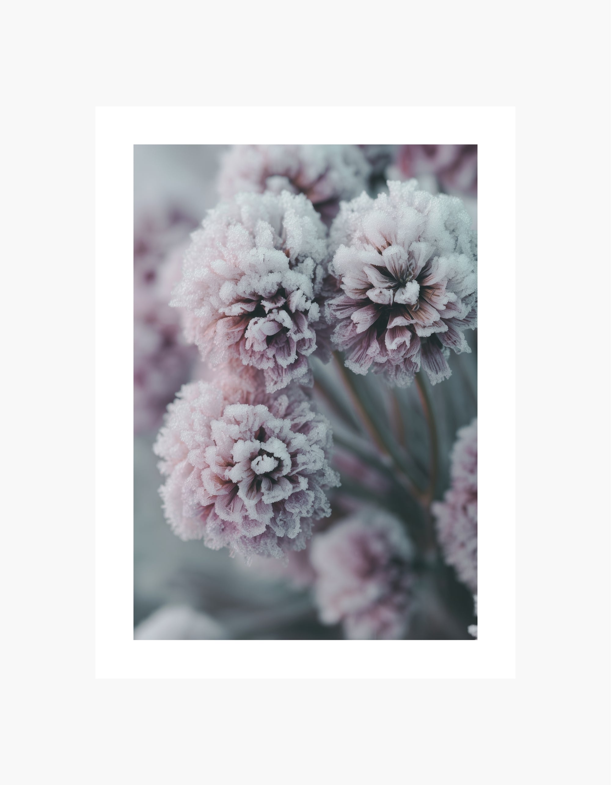 Frosted Blossoms Plakat
