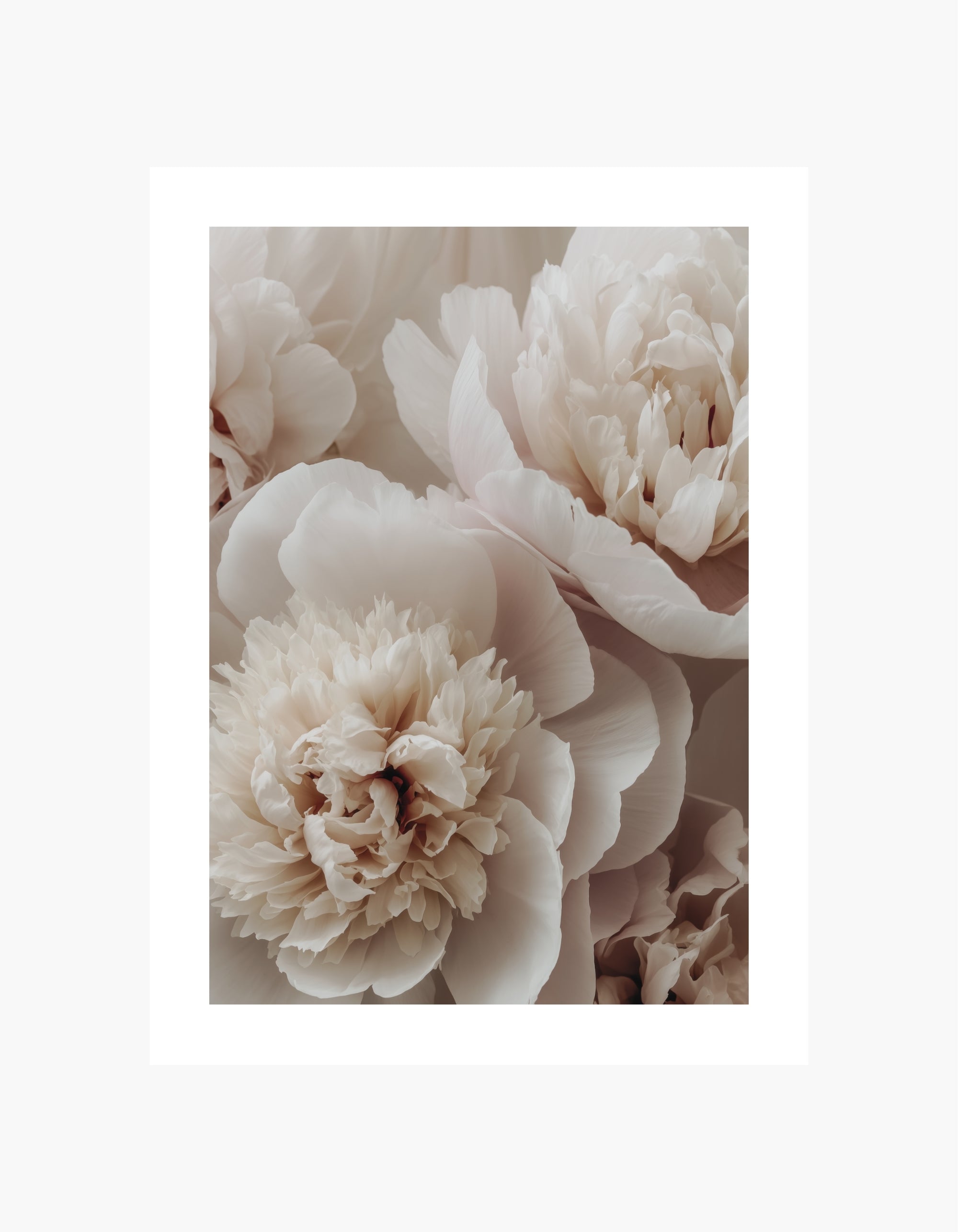 Peony Bloom-plakat