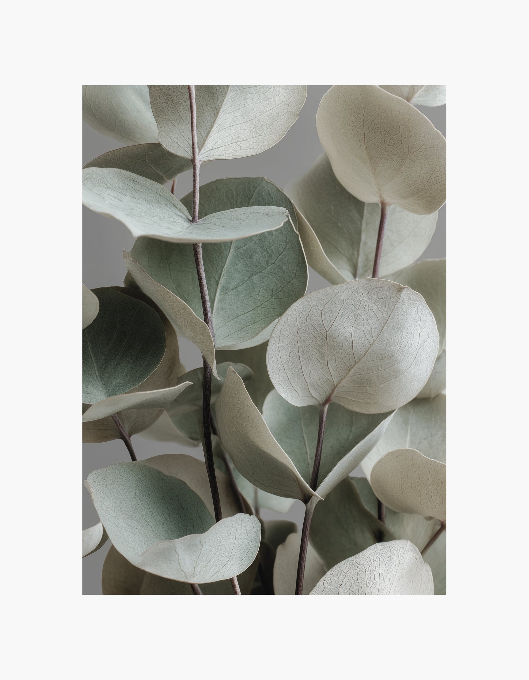Eukalyptus-plakat