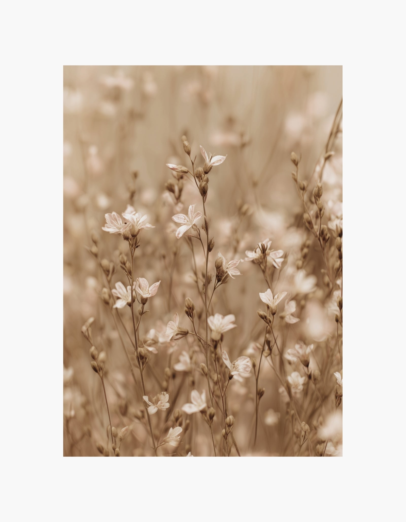 Plakat med bløde engblomster