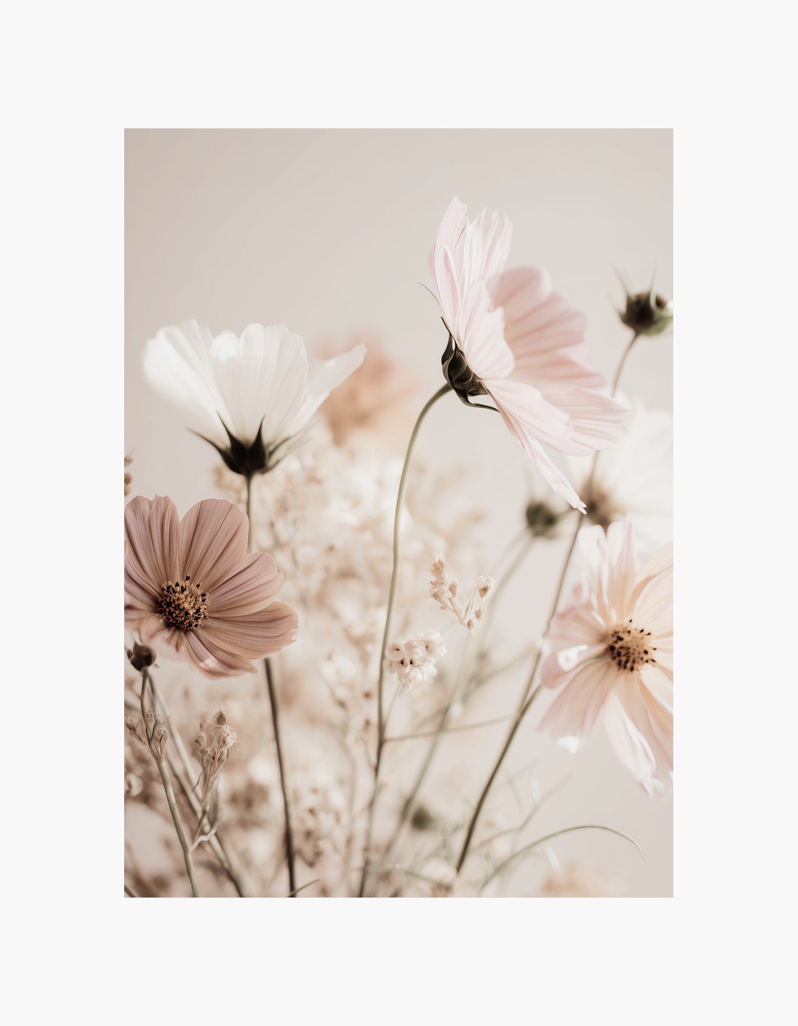 Plakat med kosmosblomst
