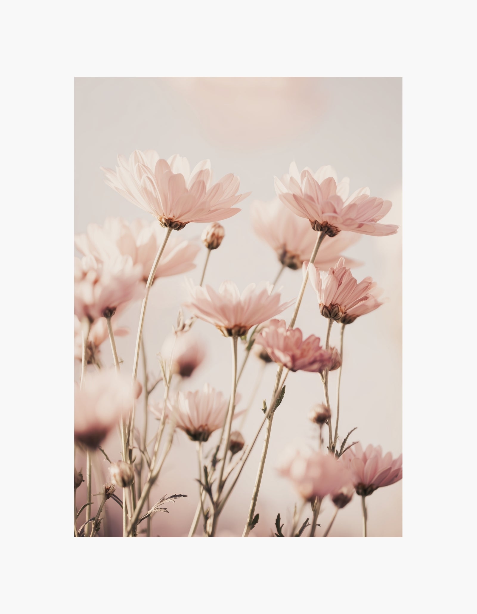 Soft Pink Bloom Plakat