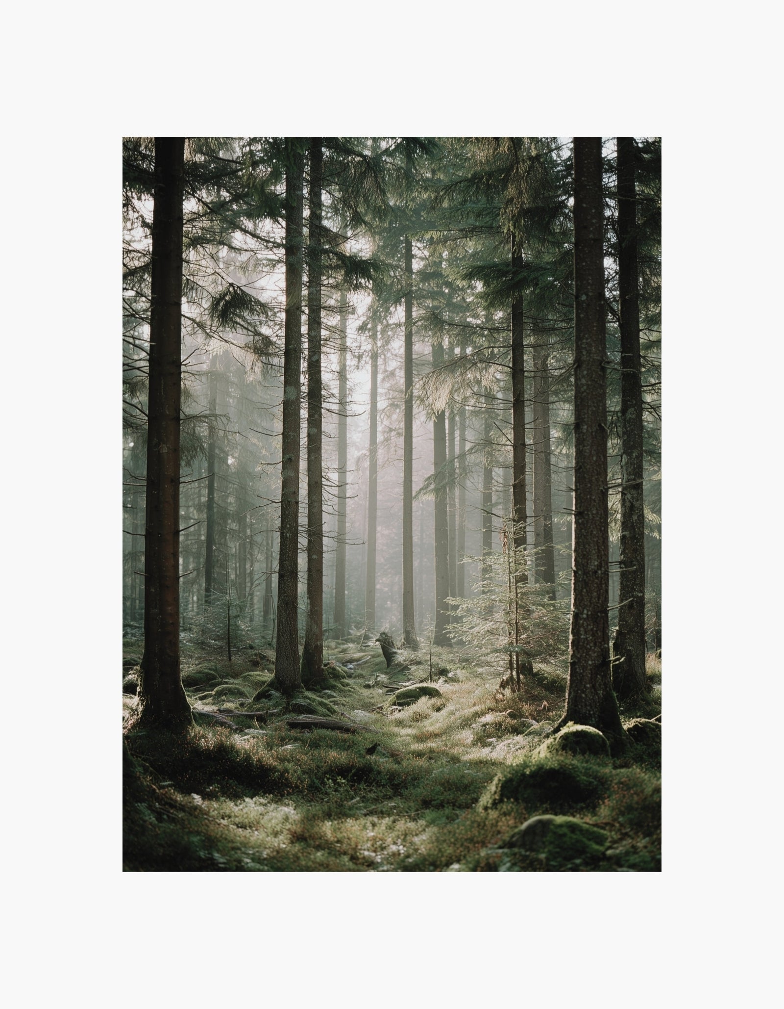 Nordisk skovplakat