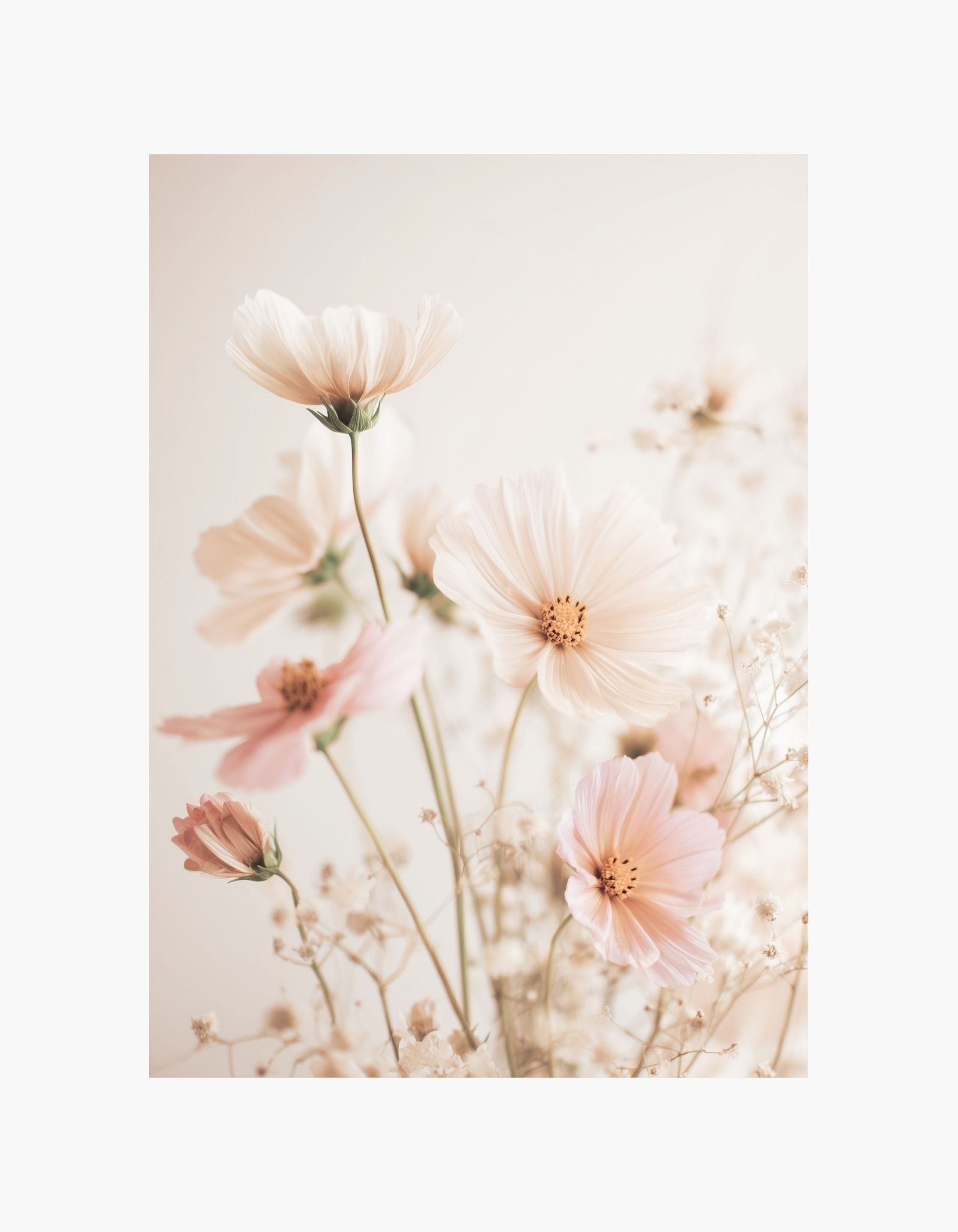 Plakat med bløde kosmosblomster