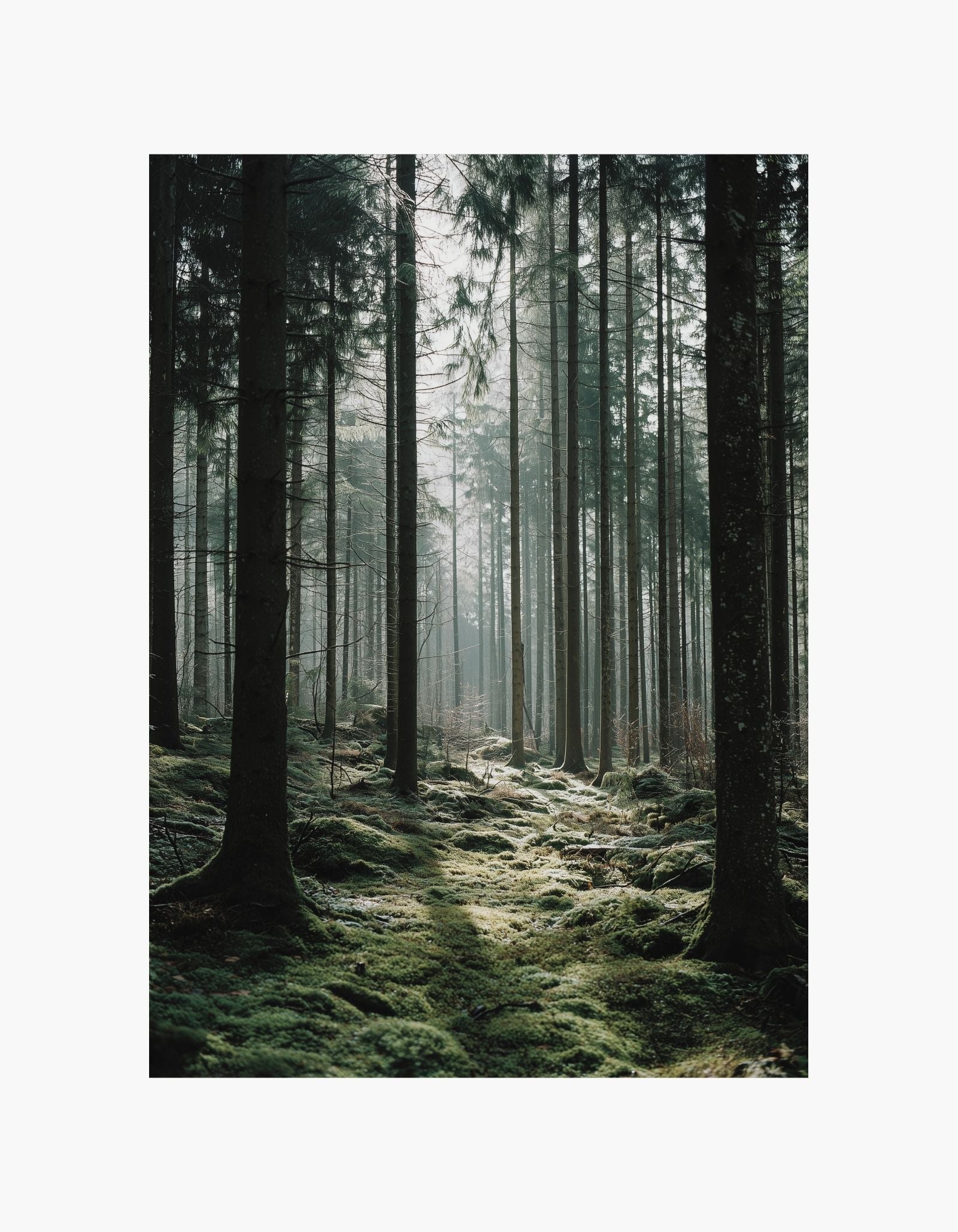 Skovplakat