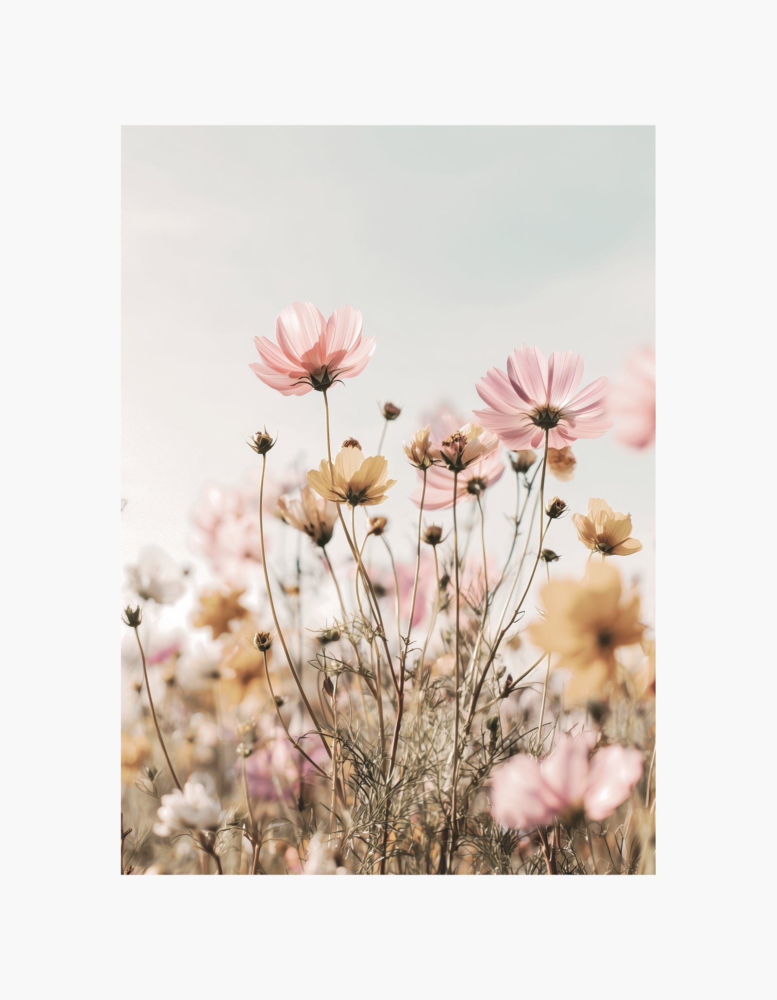Plakat med bløde vilde blomster