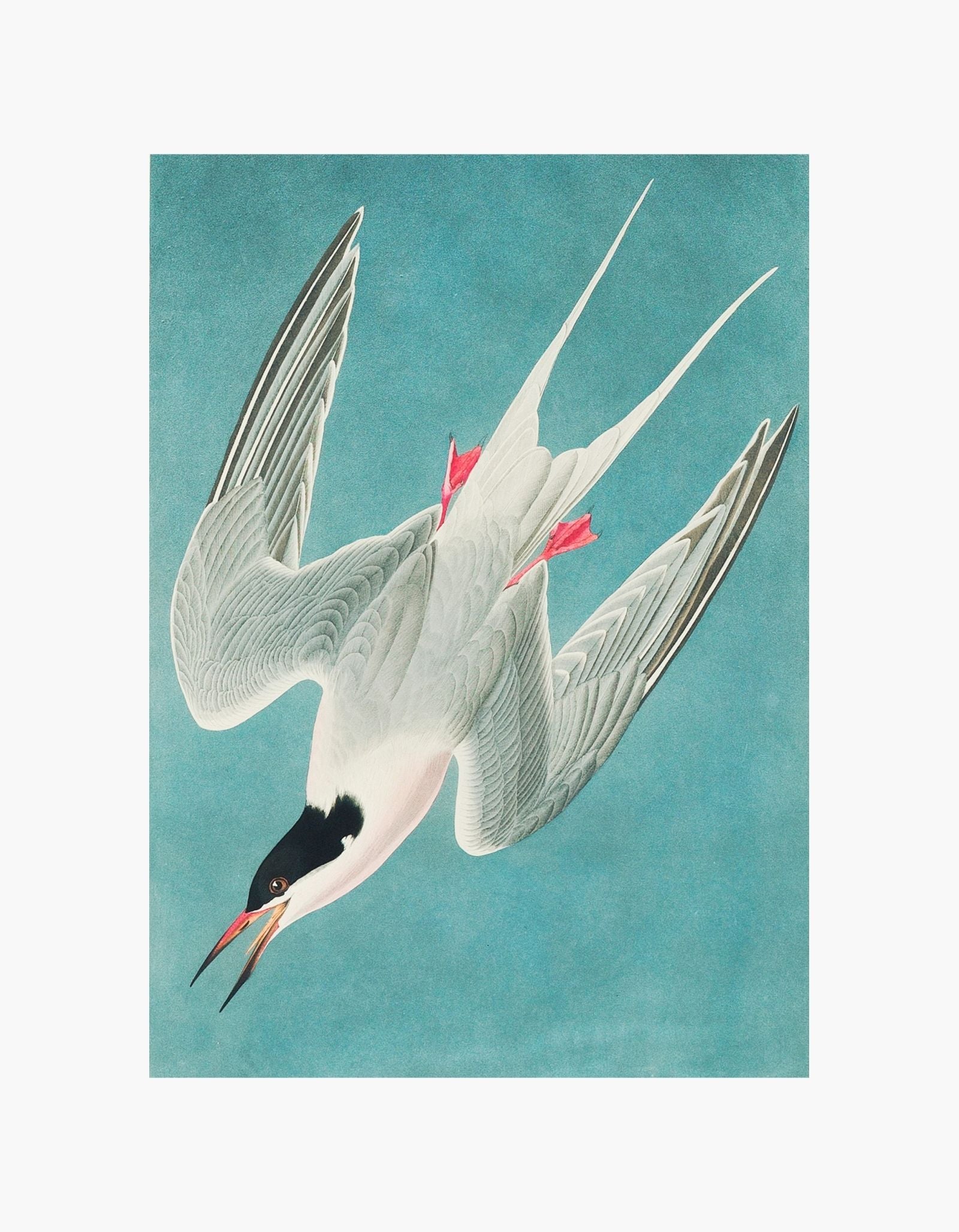 John James Audubon Plakat med rosenstær