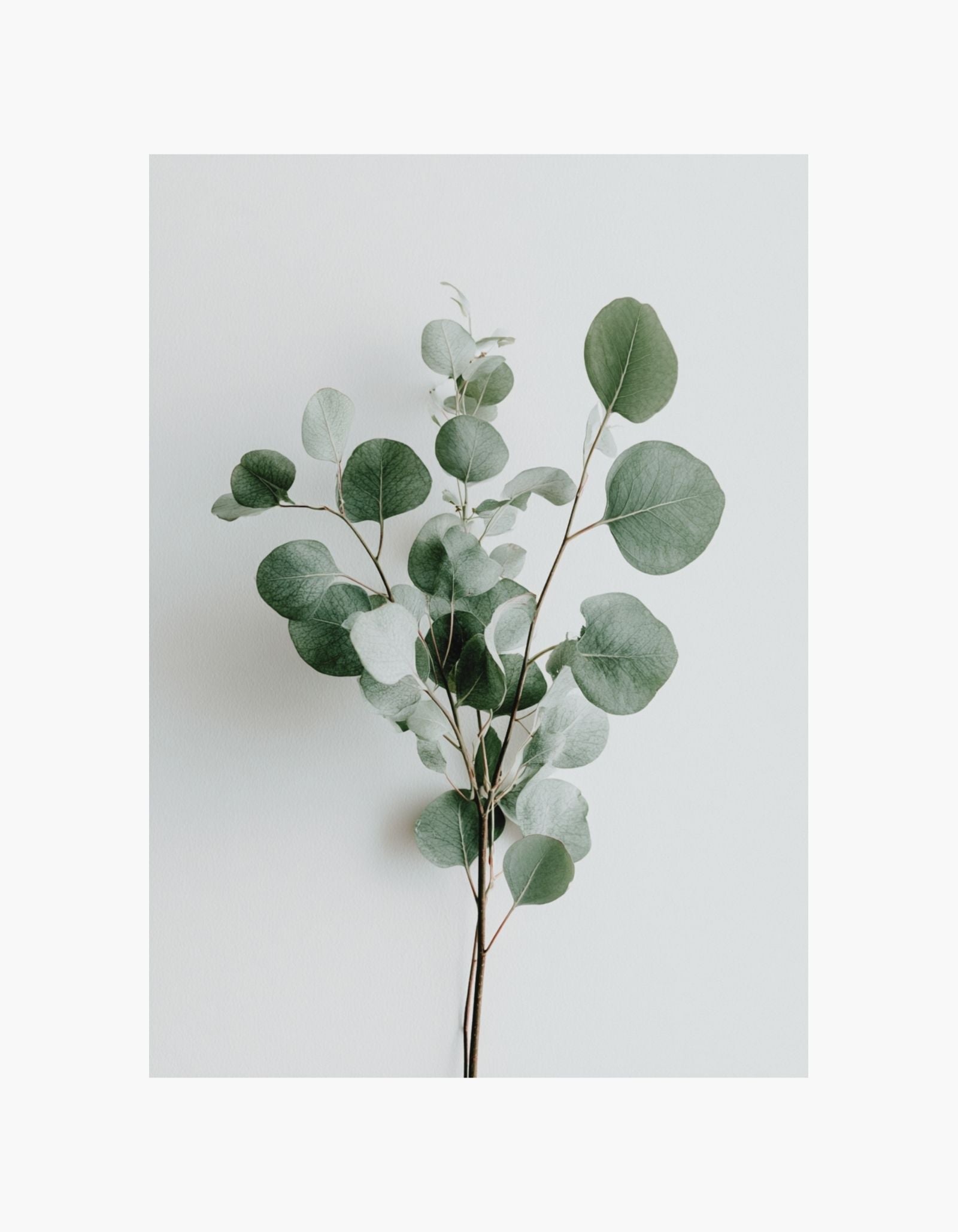 Eucalyptus Poster