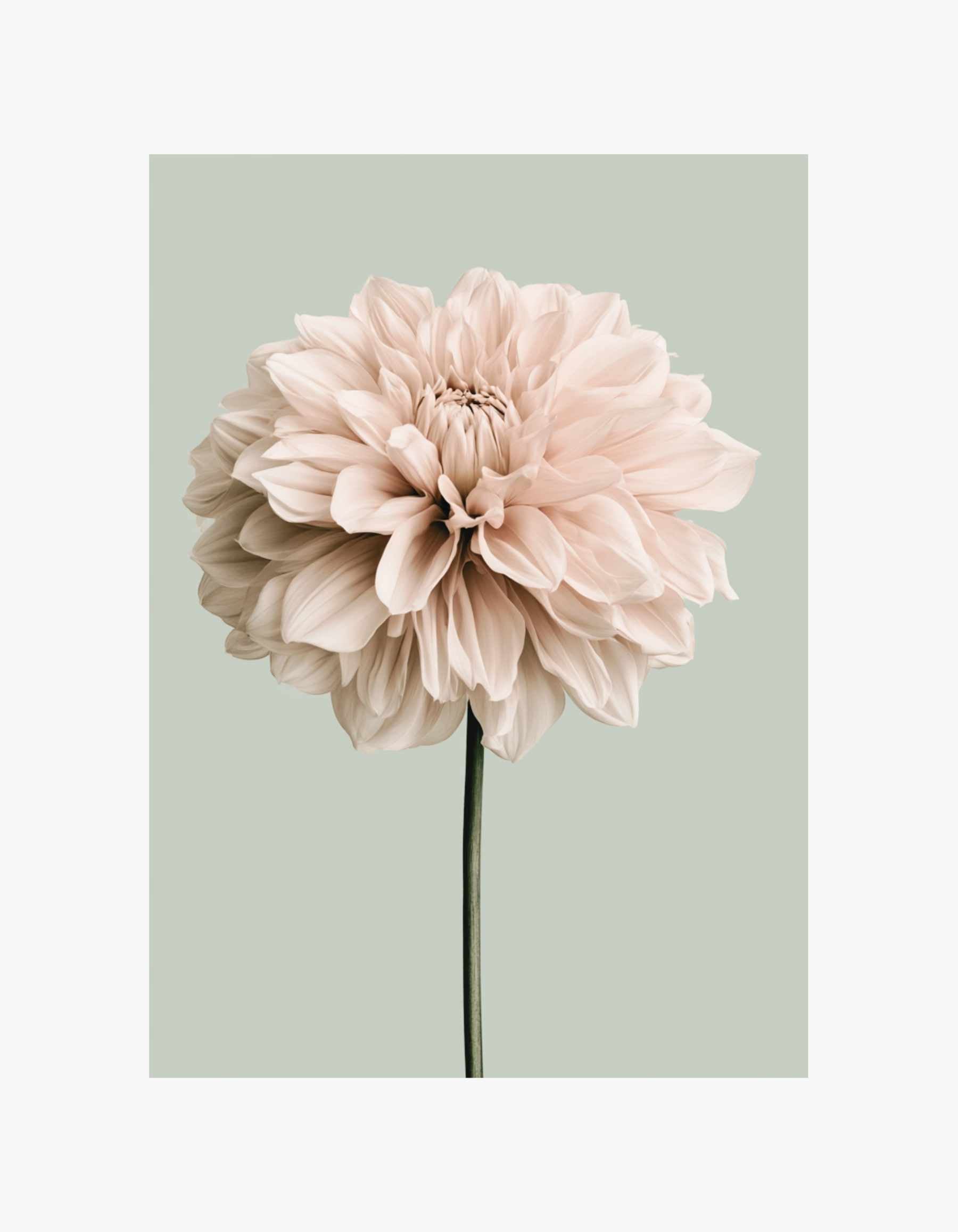 Blush Dahlia Poster