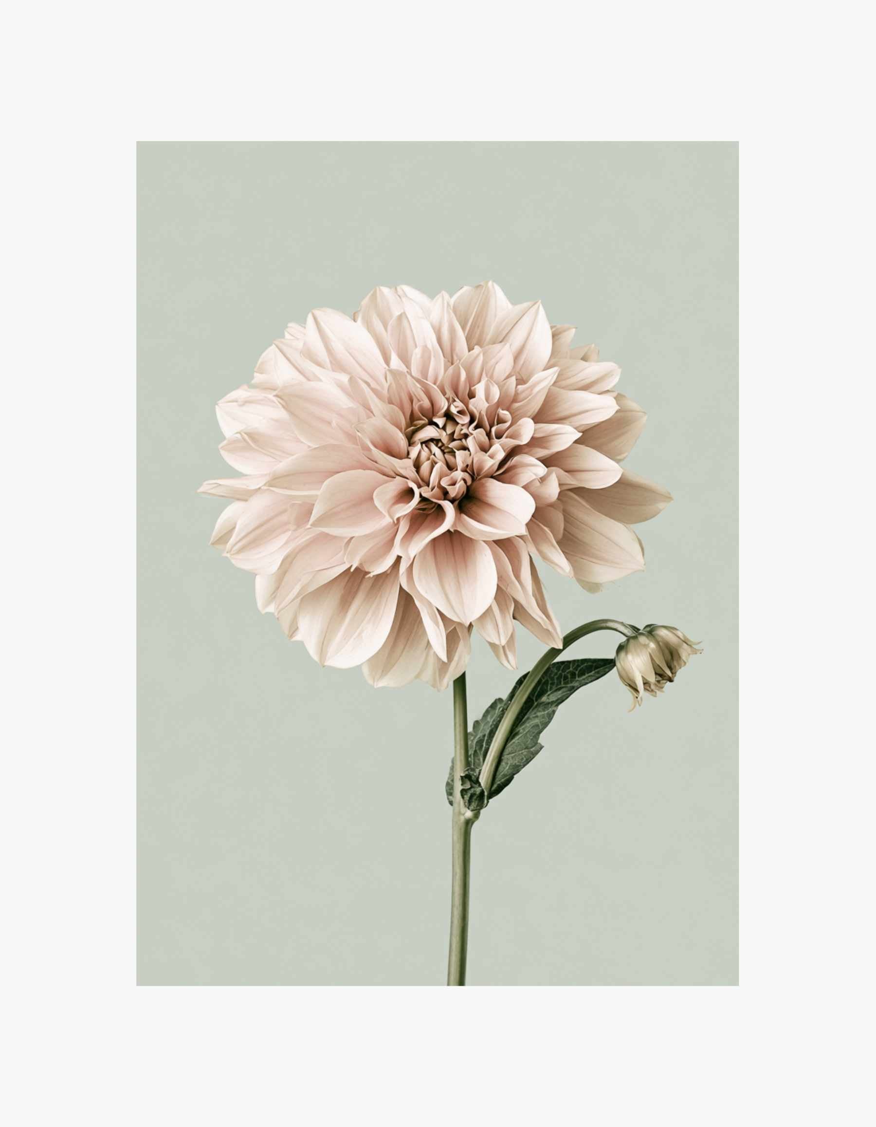 Soft Dahlia Poster