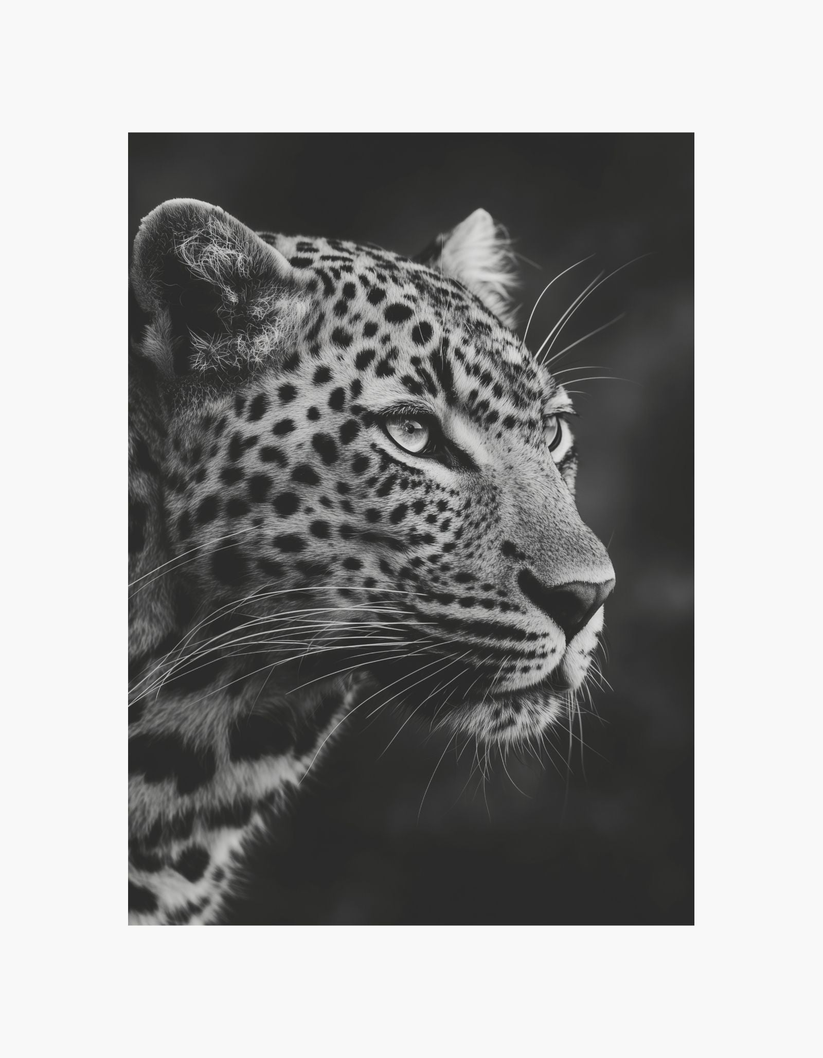 Leopard Poster