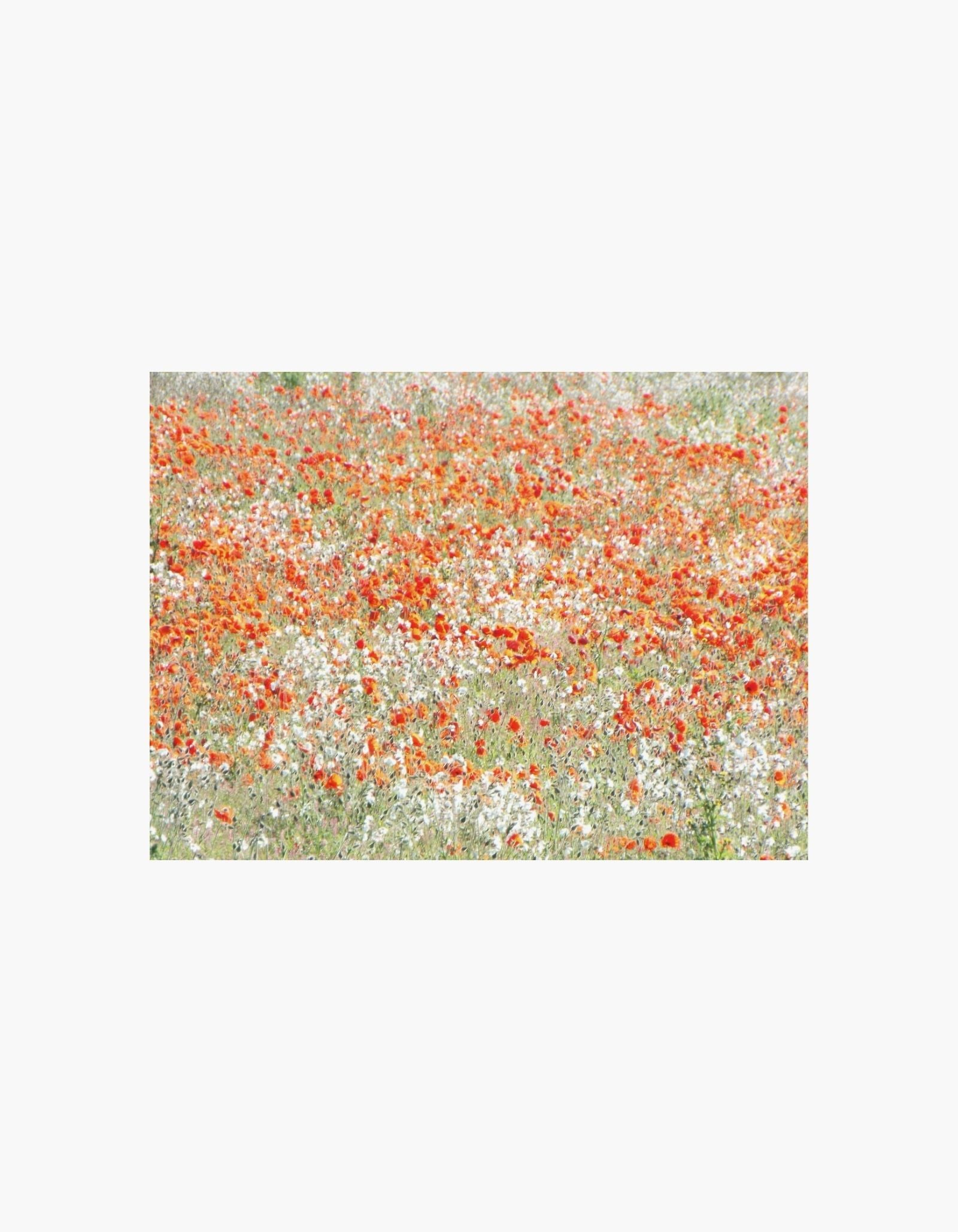 Meadow of Poppies Poster