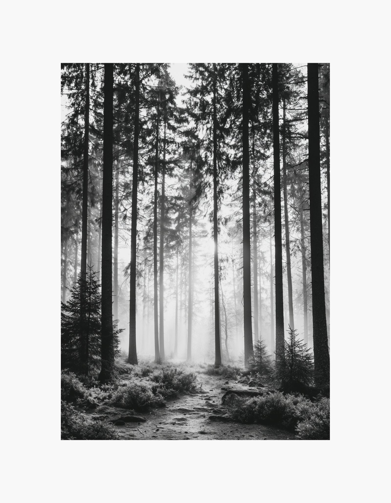 Misty Forest Poster
