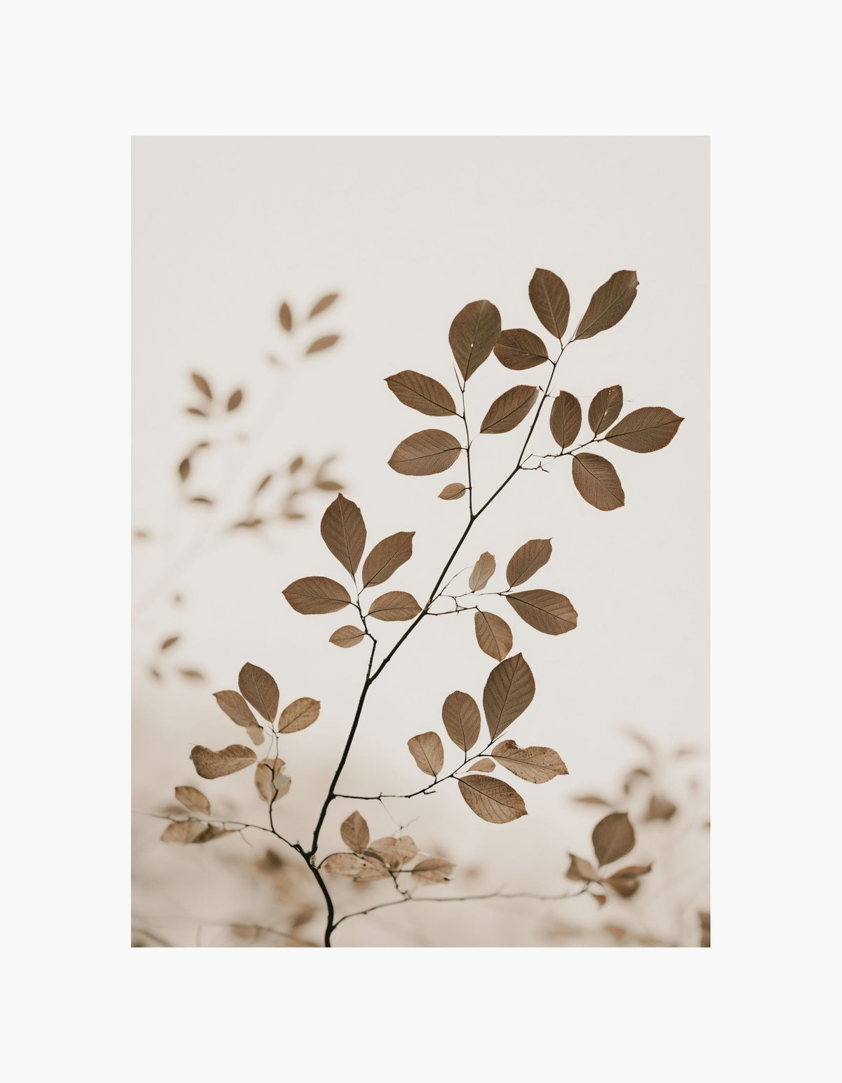 Autumn Leaves Poster