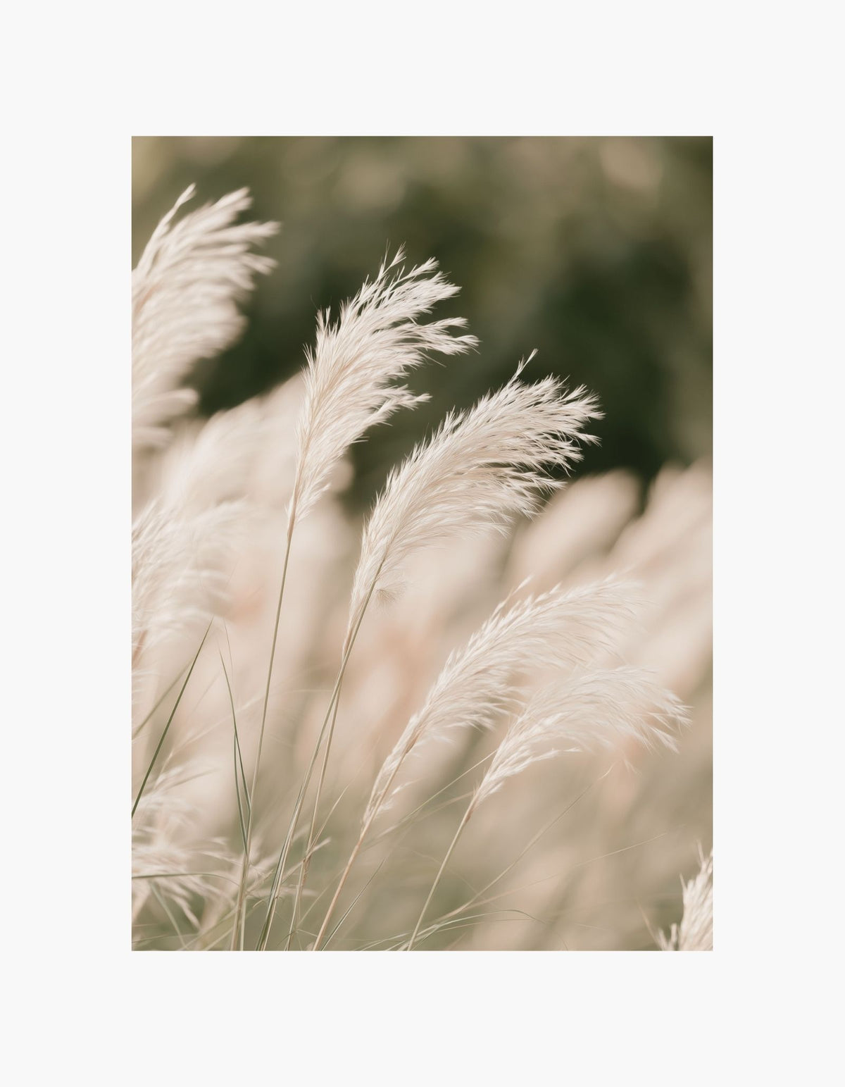 Soft Pampas Poster