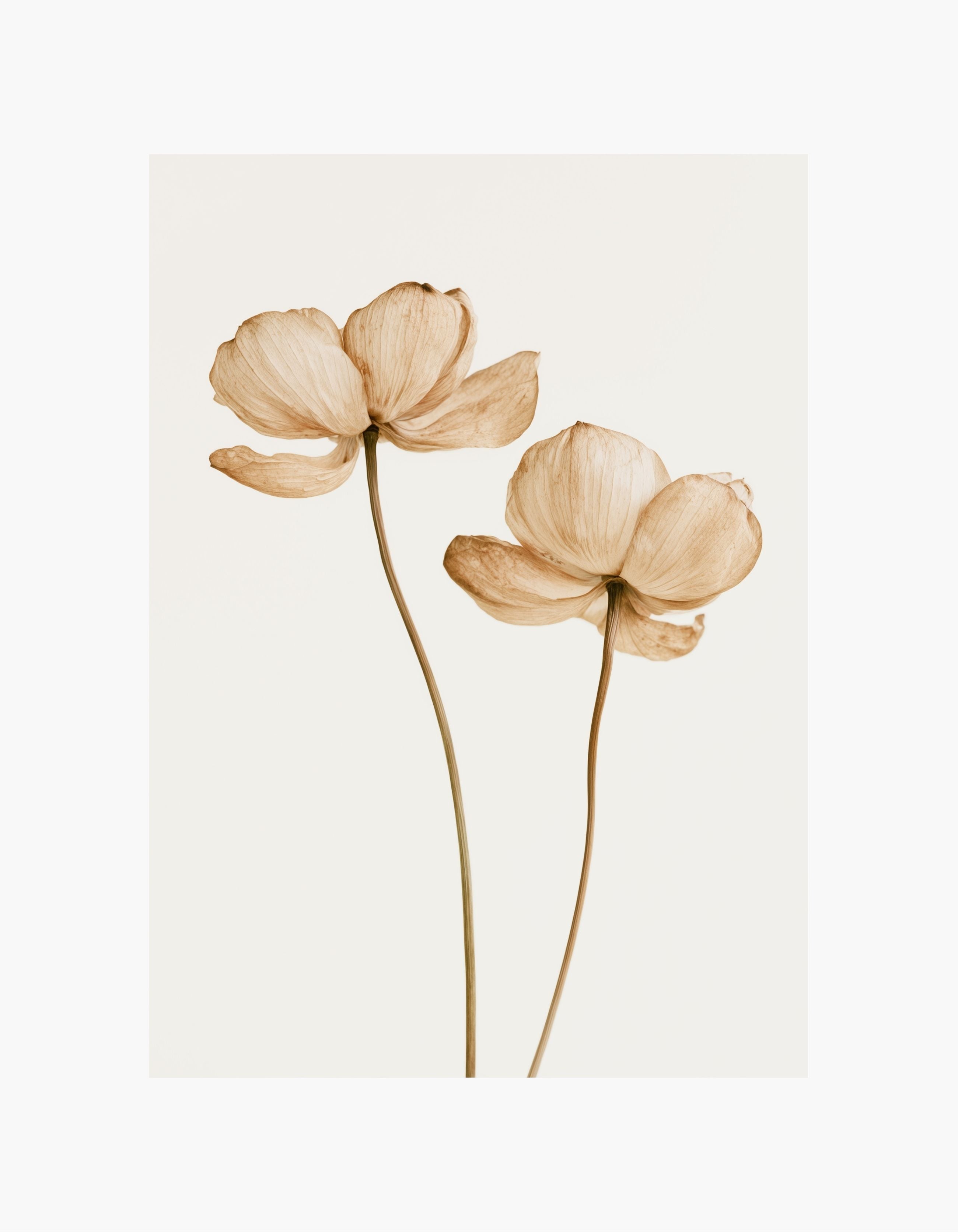 Dried Flowers No. 1 Poster