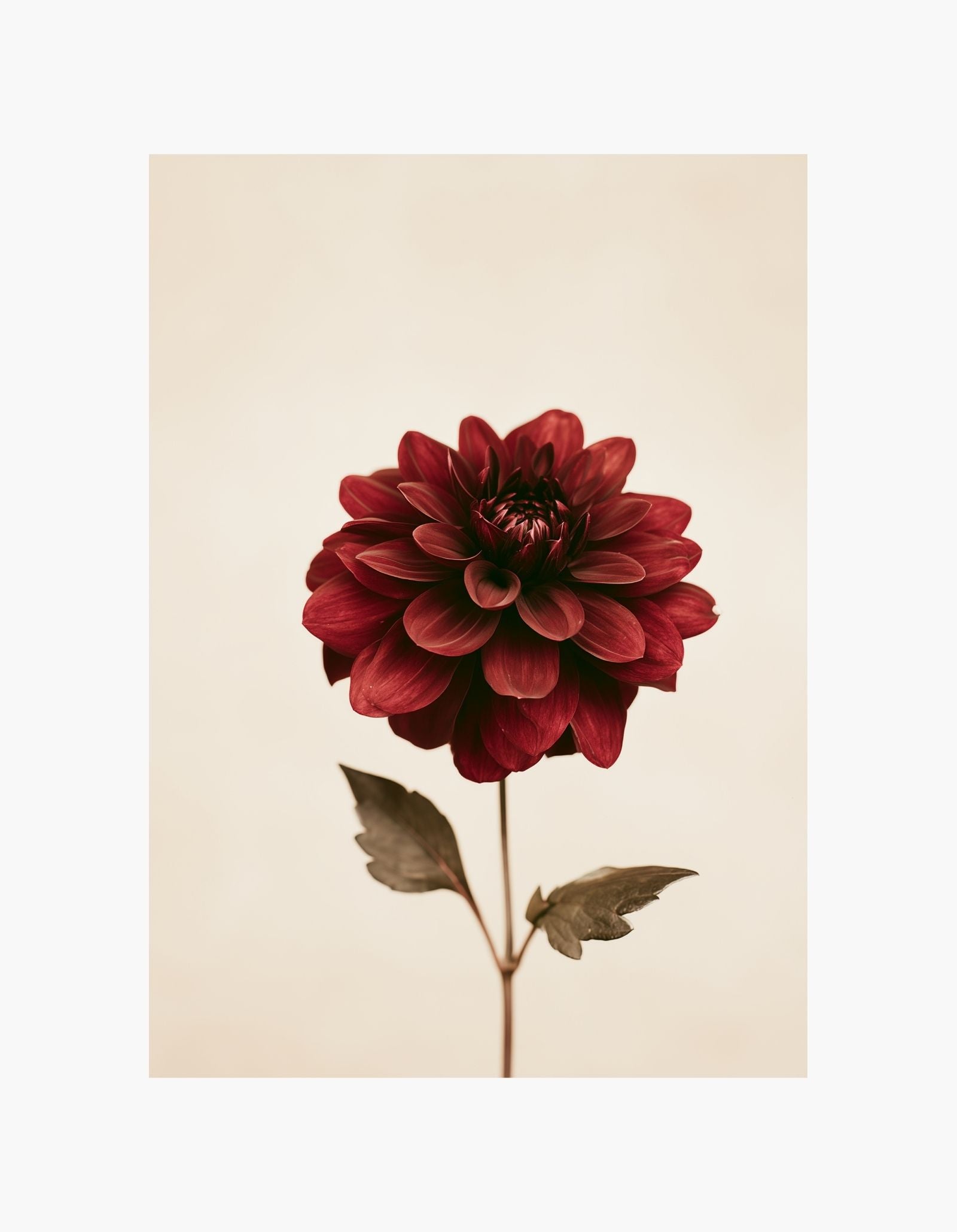 Burgundy Dahlia Poster