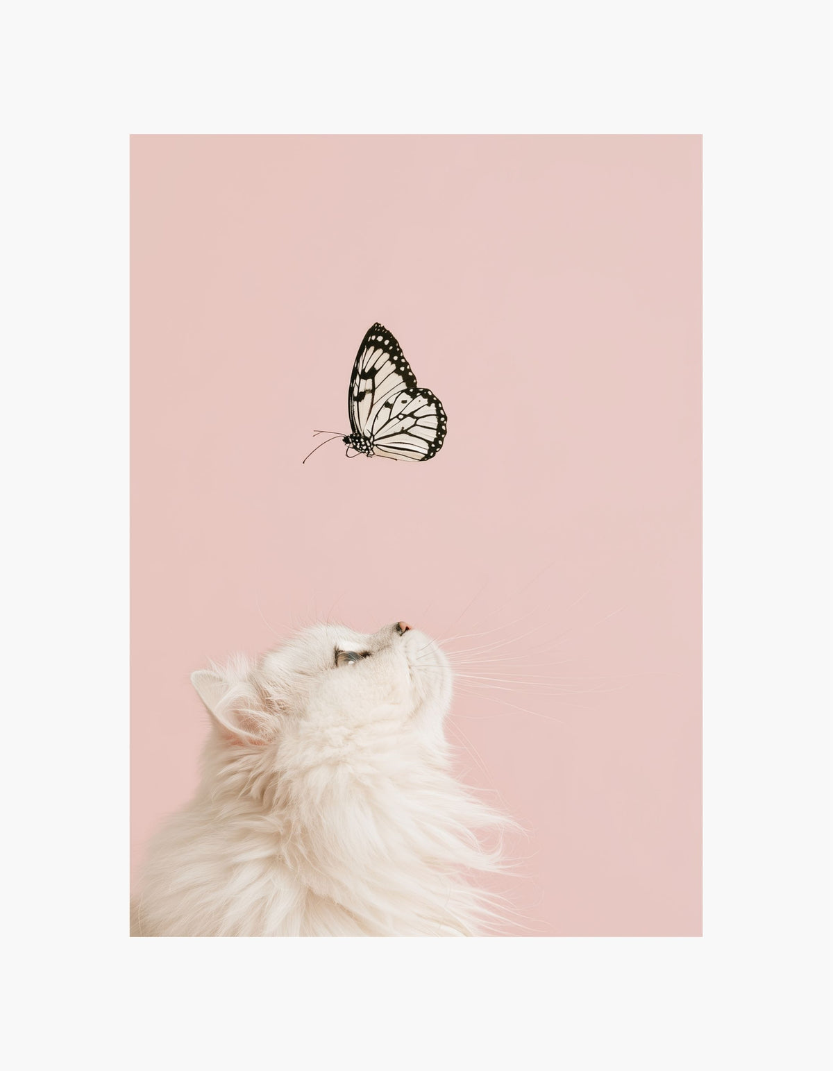 Butterfly Whispers Poster