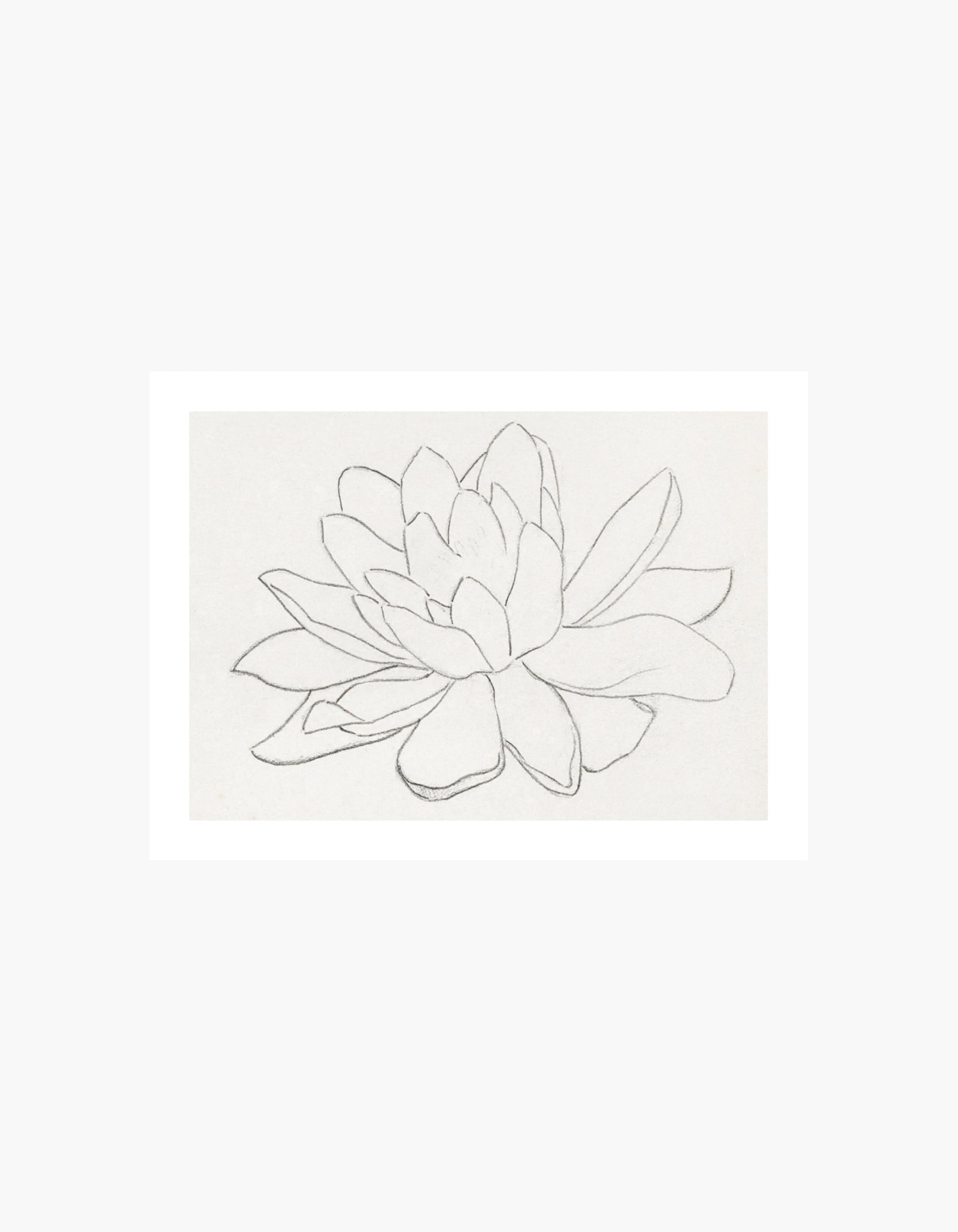 Water Lily Sketch Poster