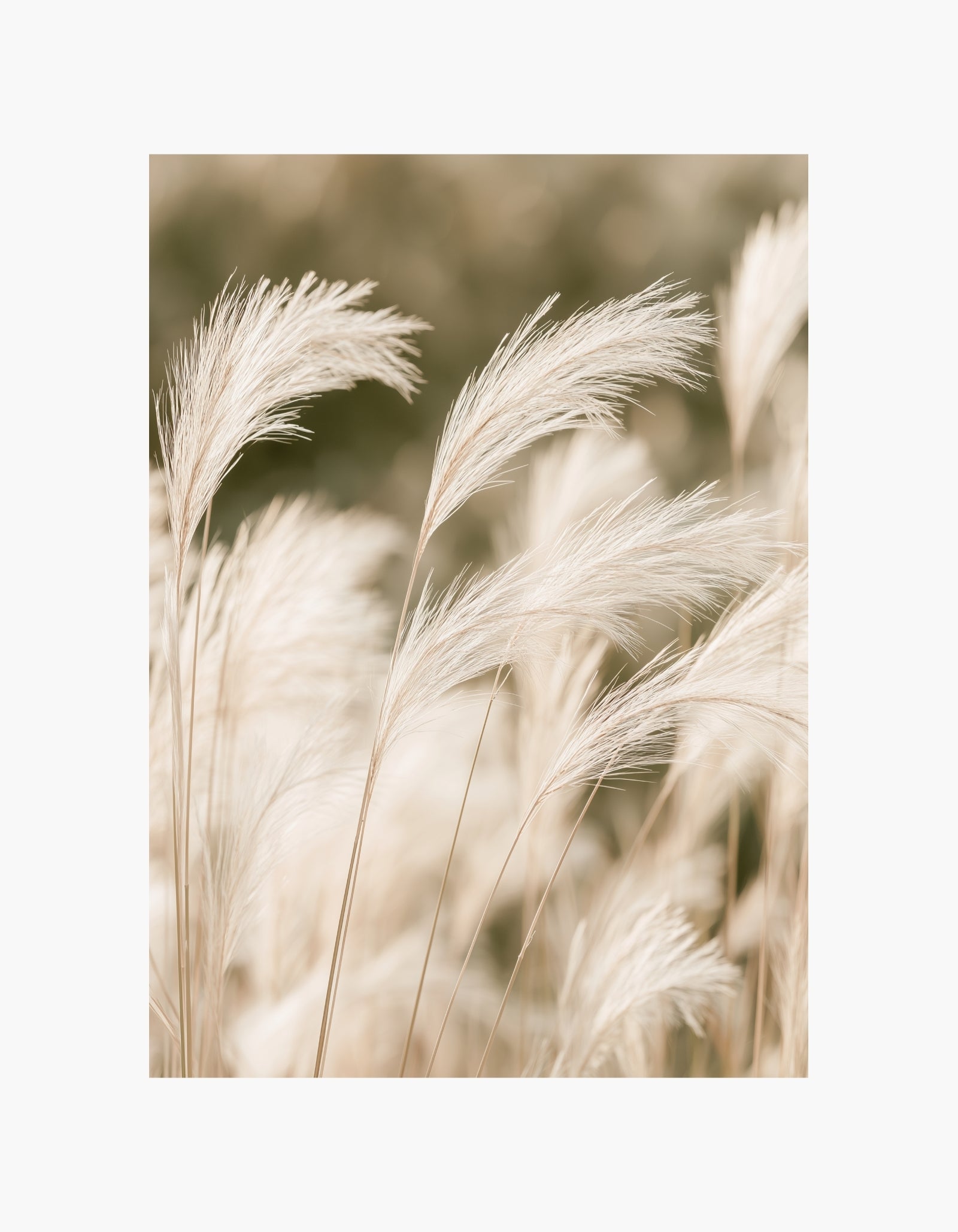 Soft Pampas Poster