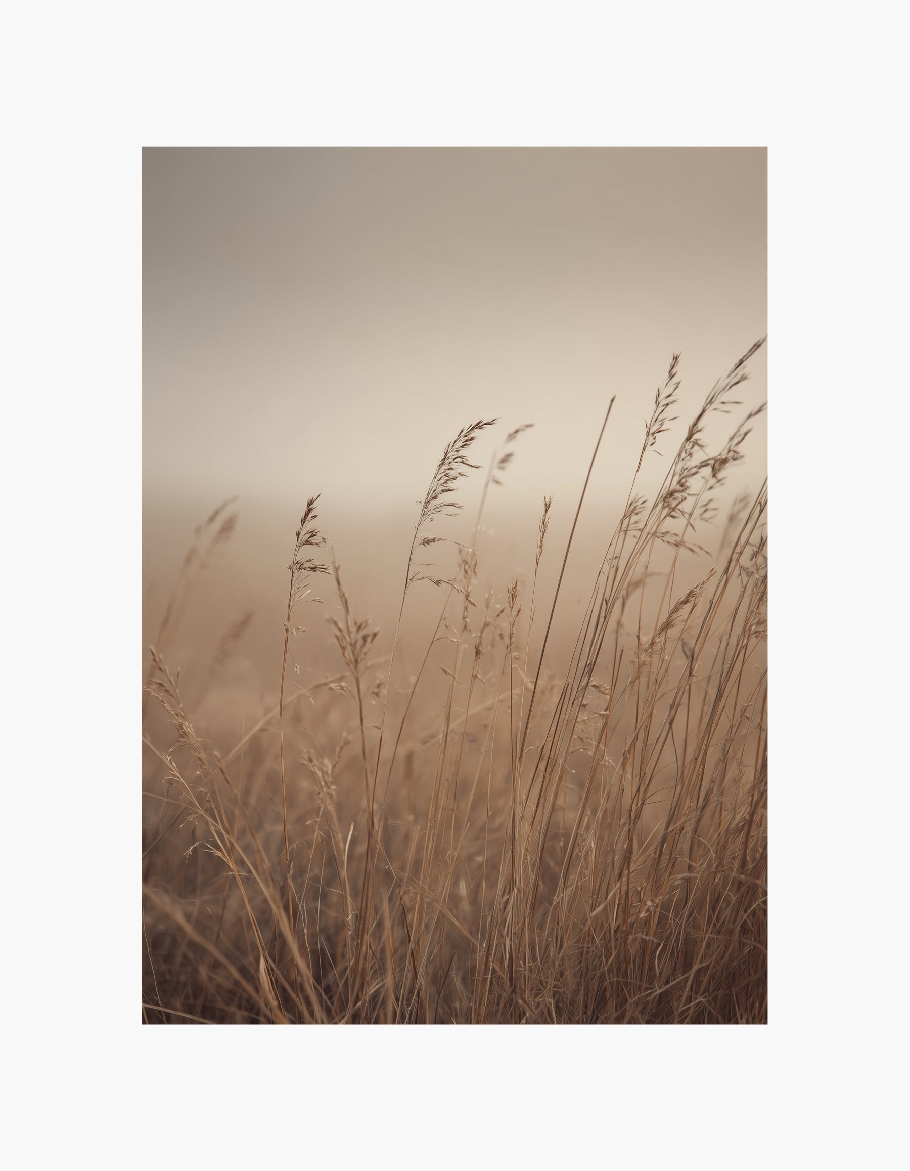 Golden Grass Poster