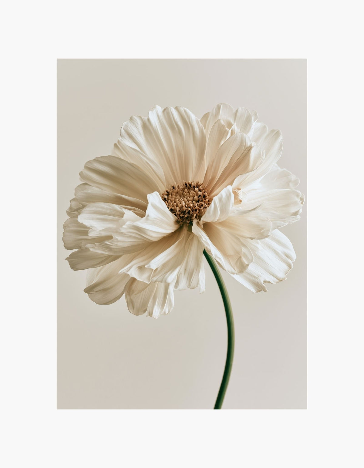 Soft Ivory Flower Poster