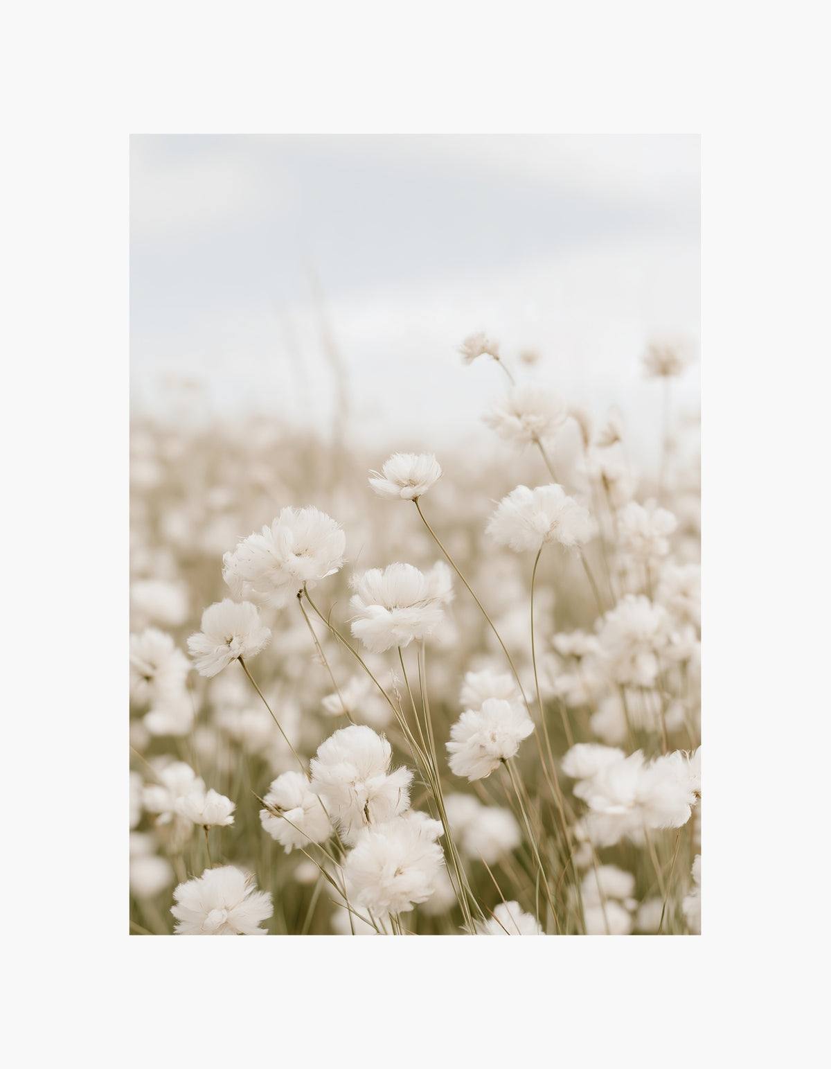 Cotton Bloom Poster