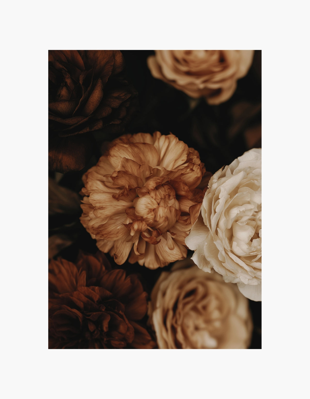 Mocha Bloom Poster