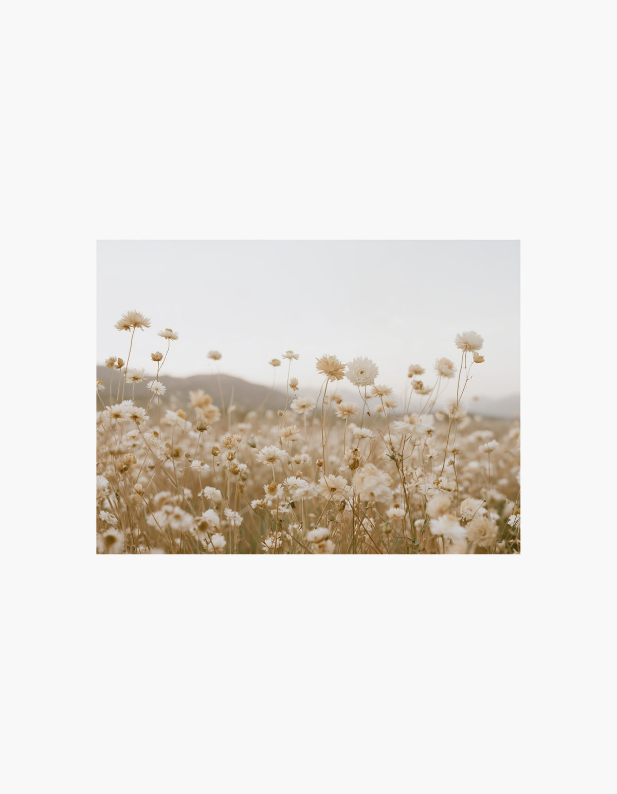 Beige Flower Field Poster