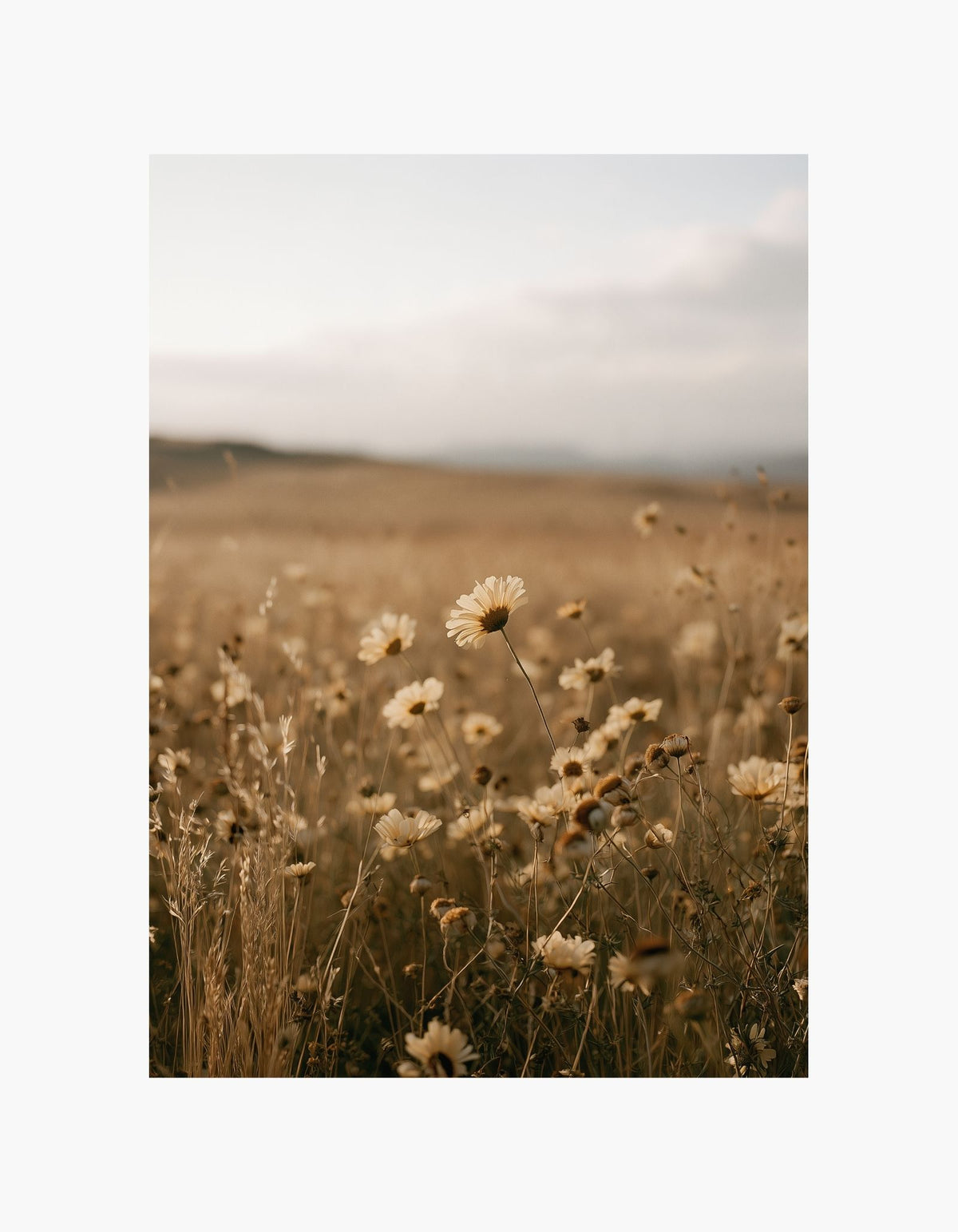 Wild Daisies Poster
