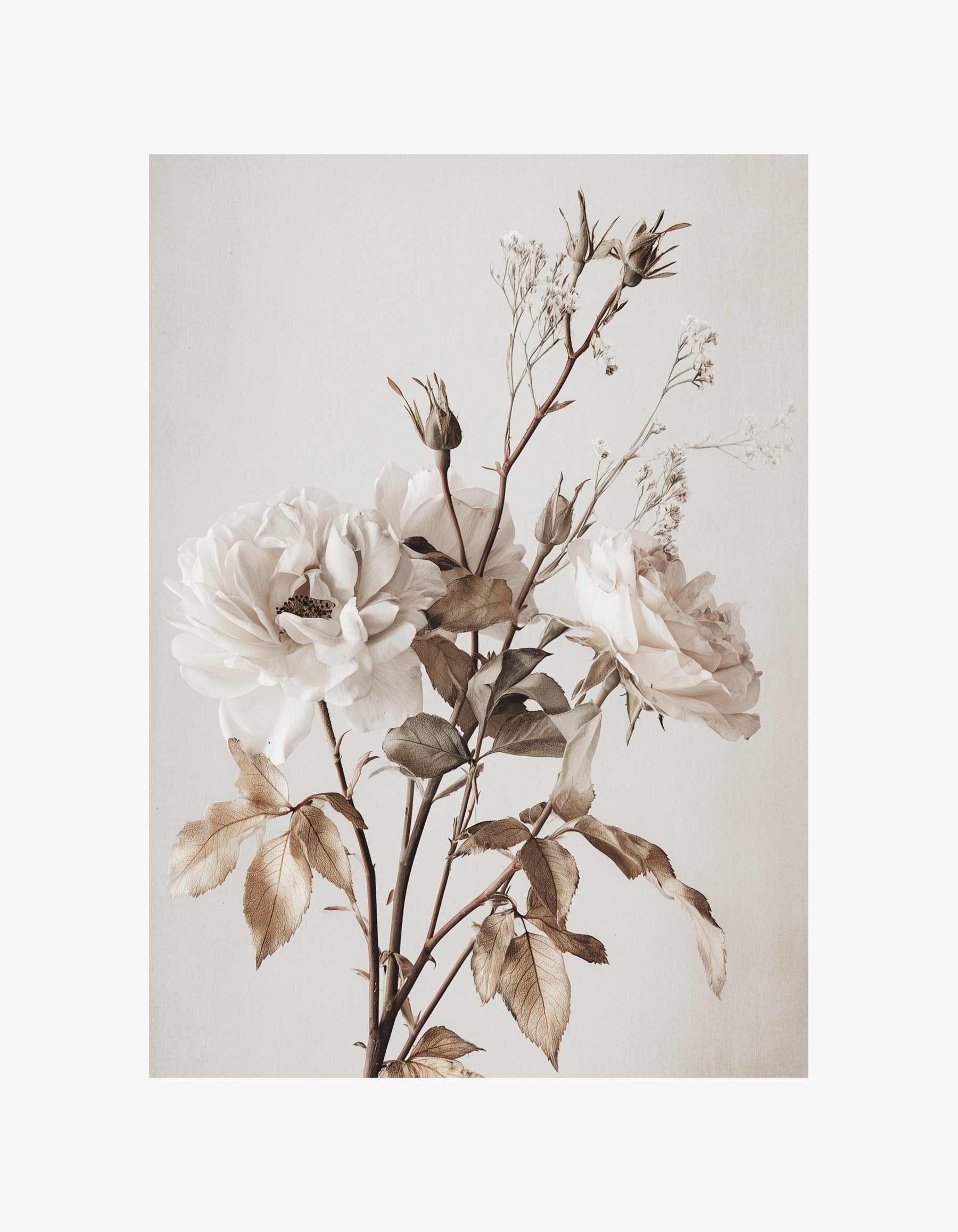 Ivory Rose No.1 Plakat