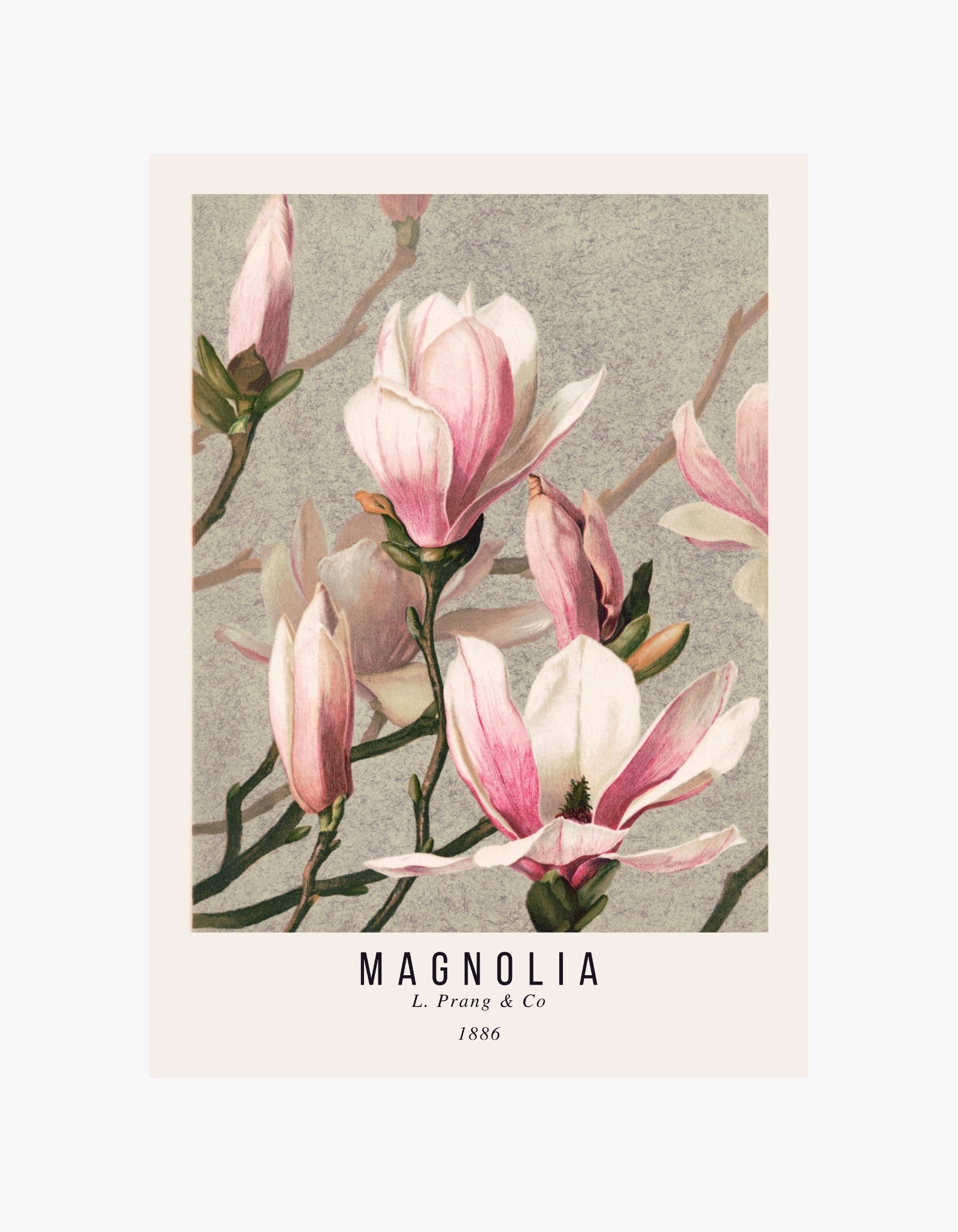 Magnolia L. Prang & Co Botanisk plakat
