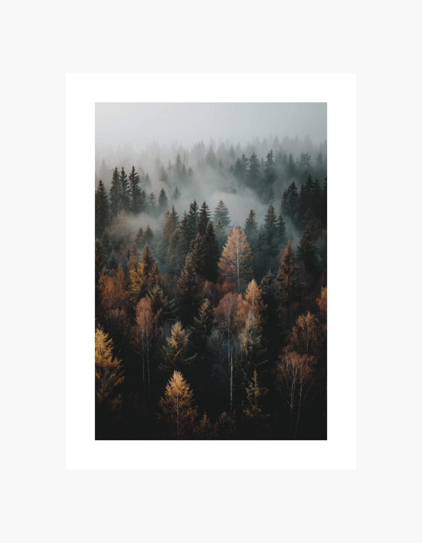 Misty Autumn Forest Plakat