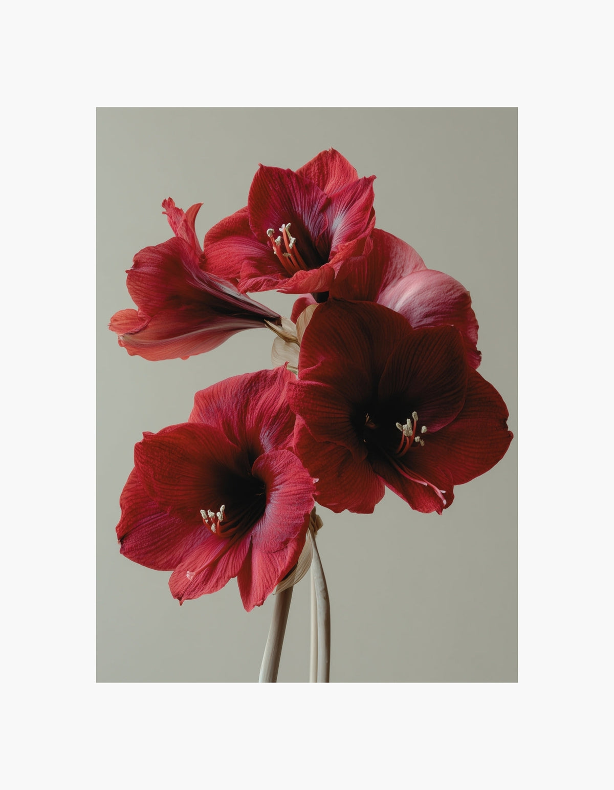 Rød amaryllis-plakat