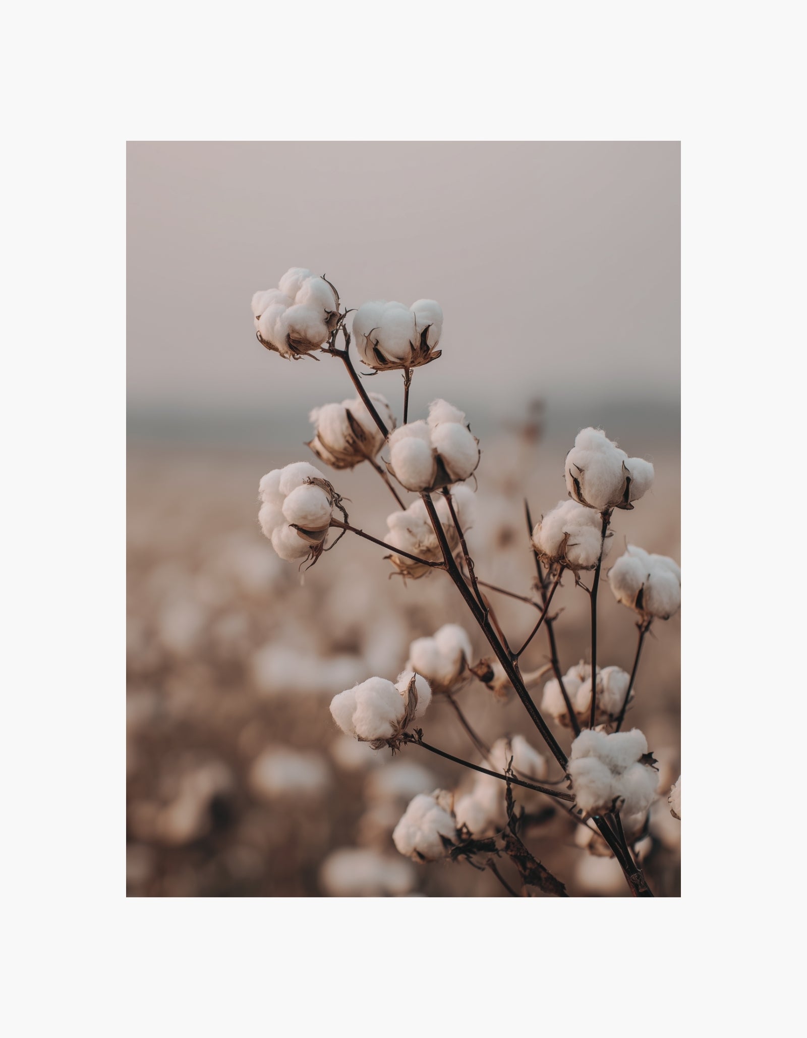Cotton Field-plakat