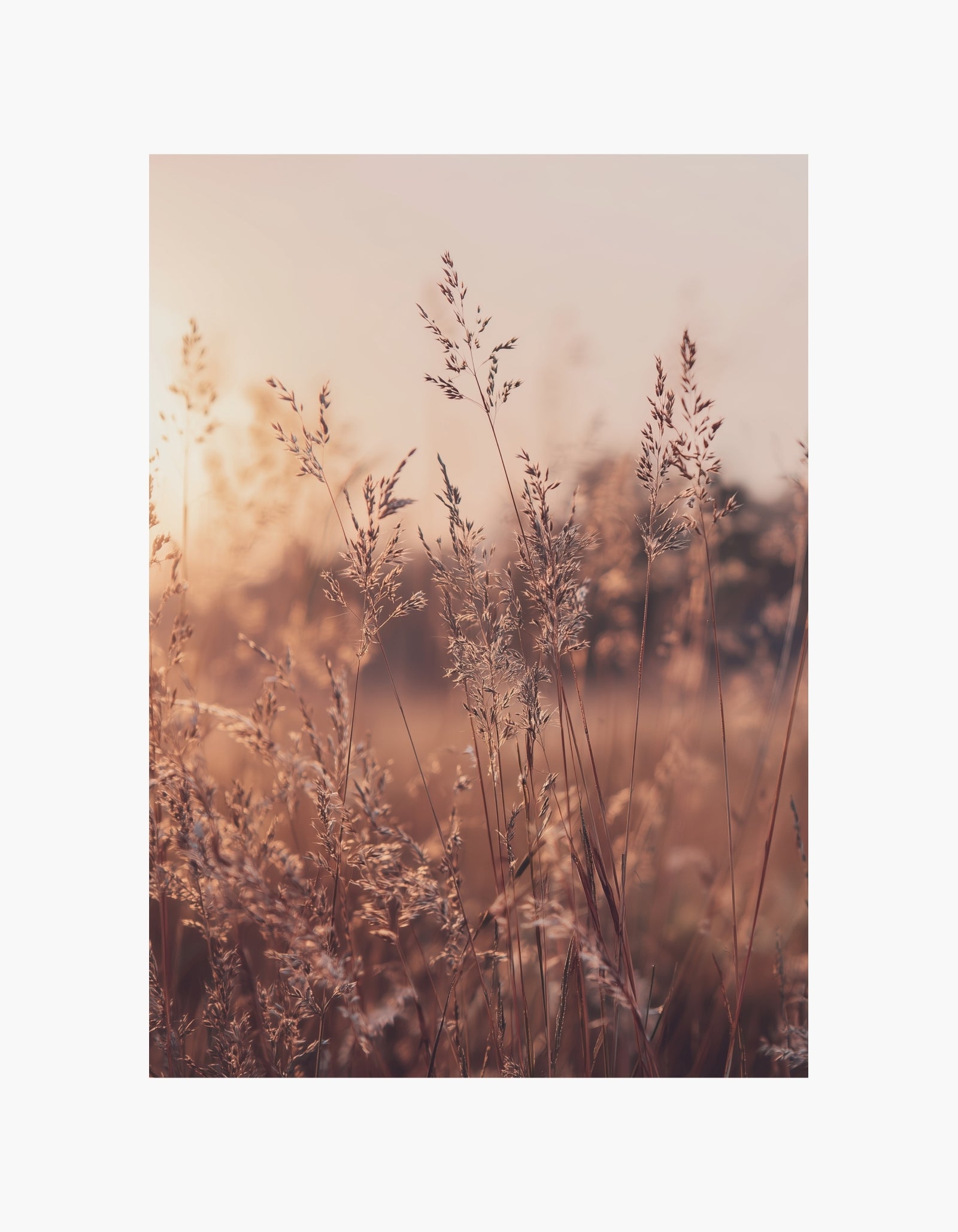 Golden Meadow Plakat