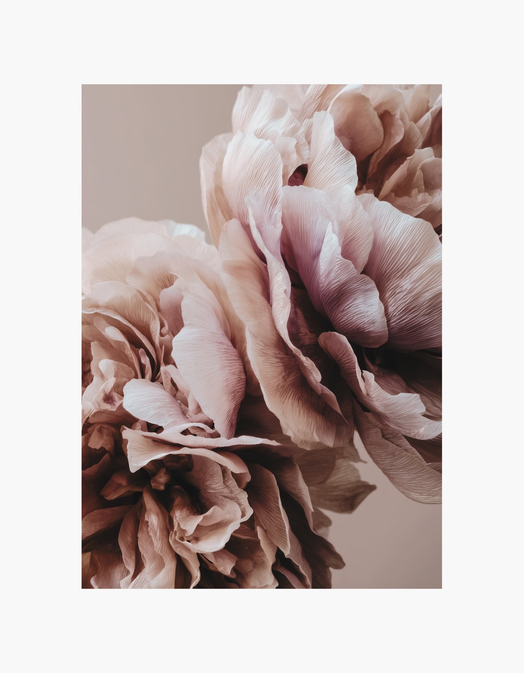 Blush Peony Plakat