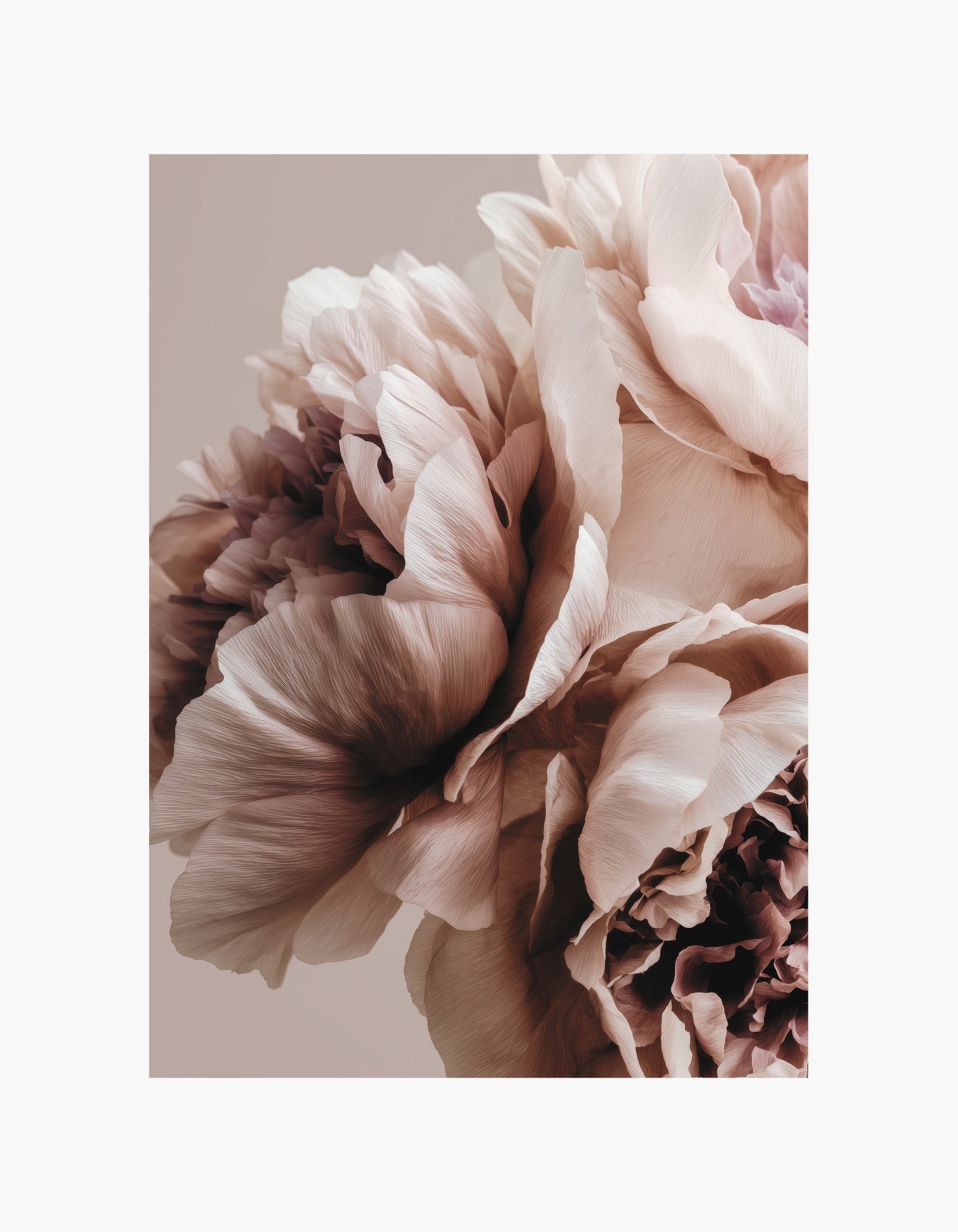 Plakat med blød pæonblomstring