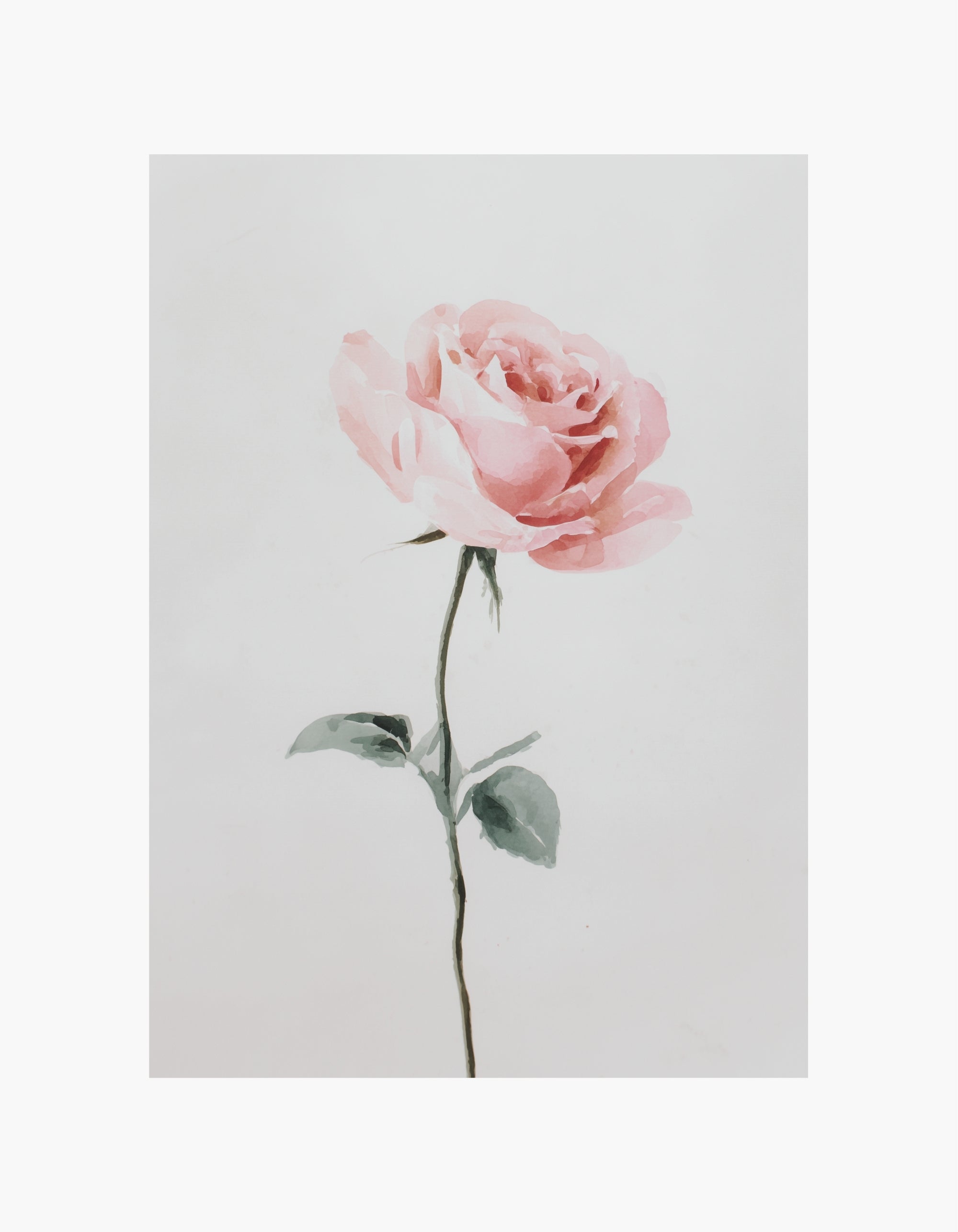 Pink Rose akvarelplakat