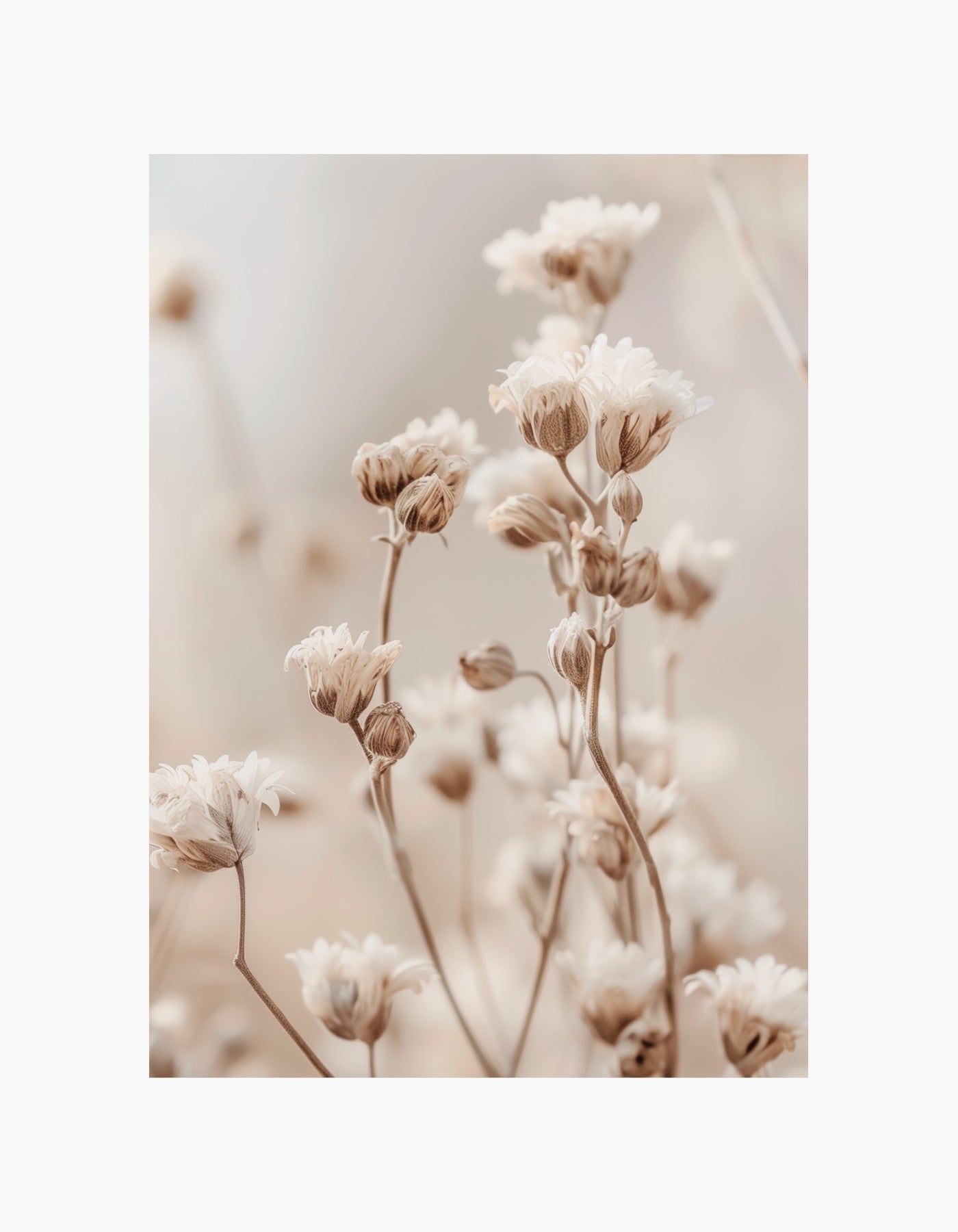 Plakat med vilde blomster