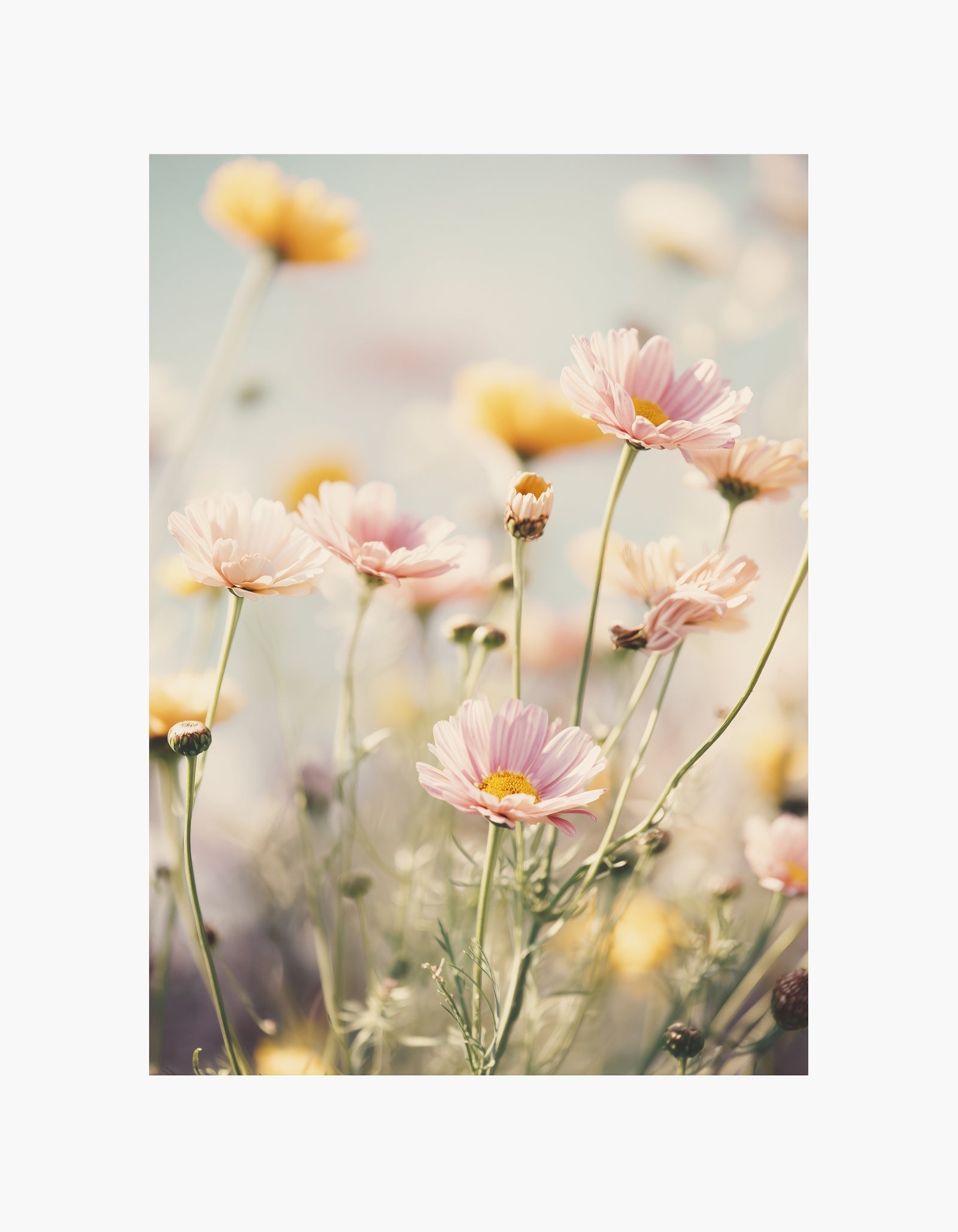 Plakat med blomster i bløde pasteller