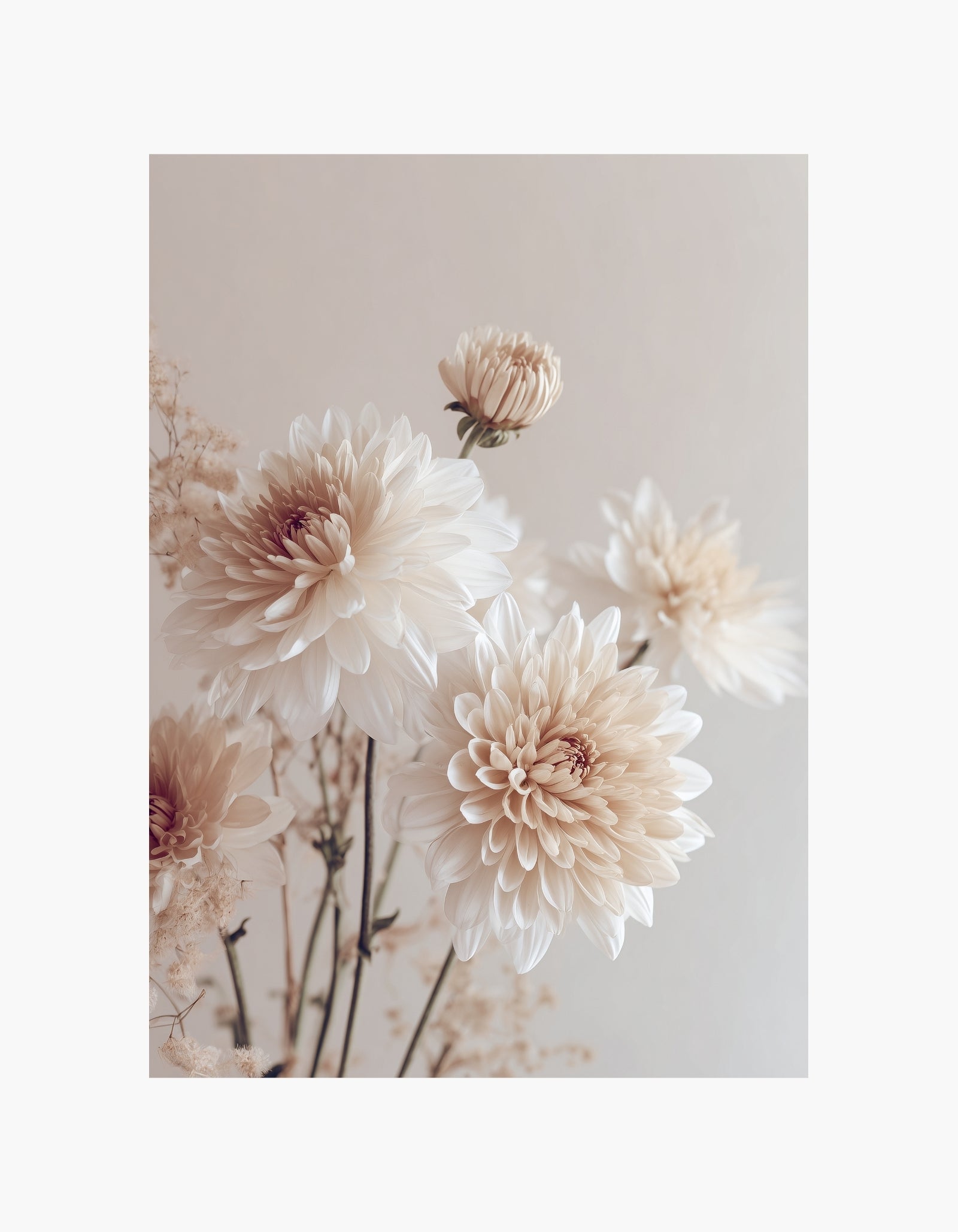 Beige Dahlia plakat