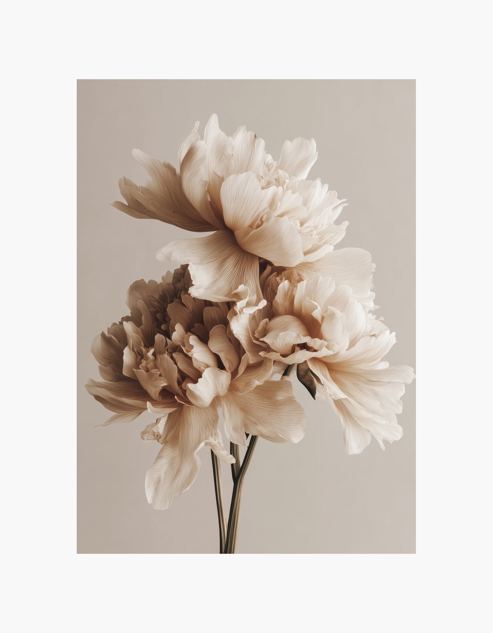 Soft Beige Peonies No.2 Plakat