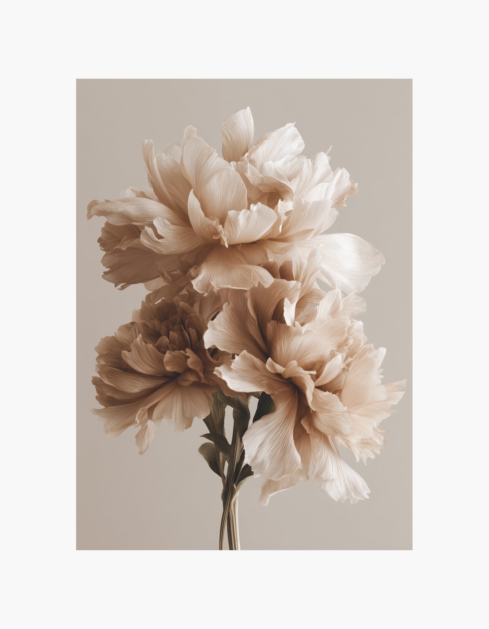 Soft Beige Peonies No.1 Plakat