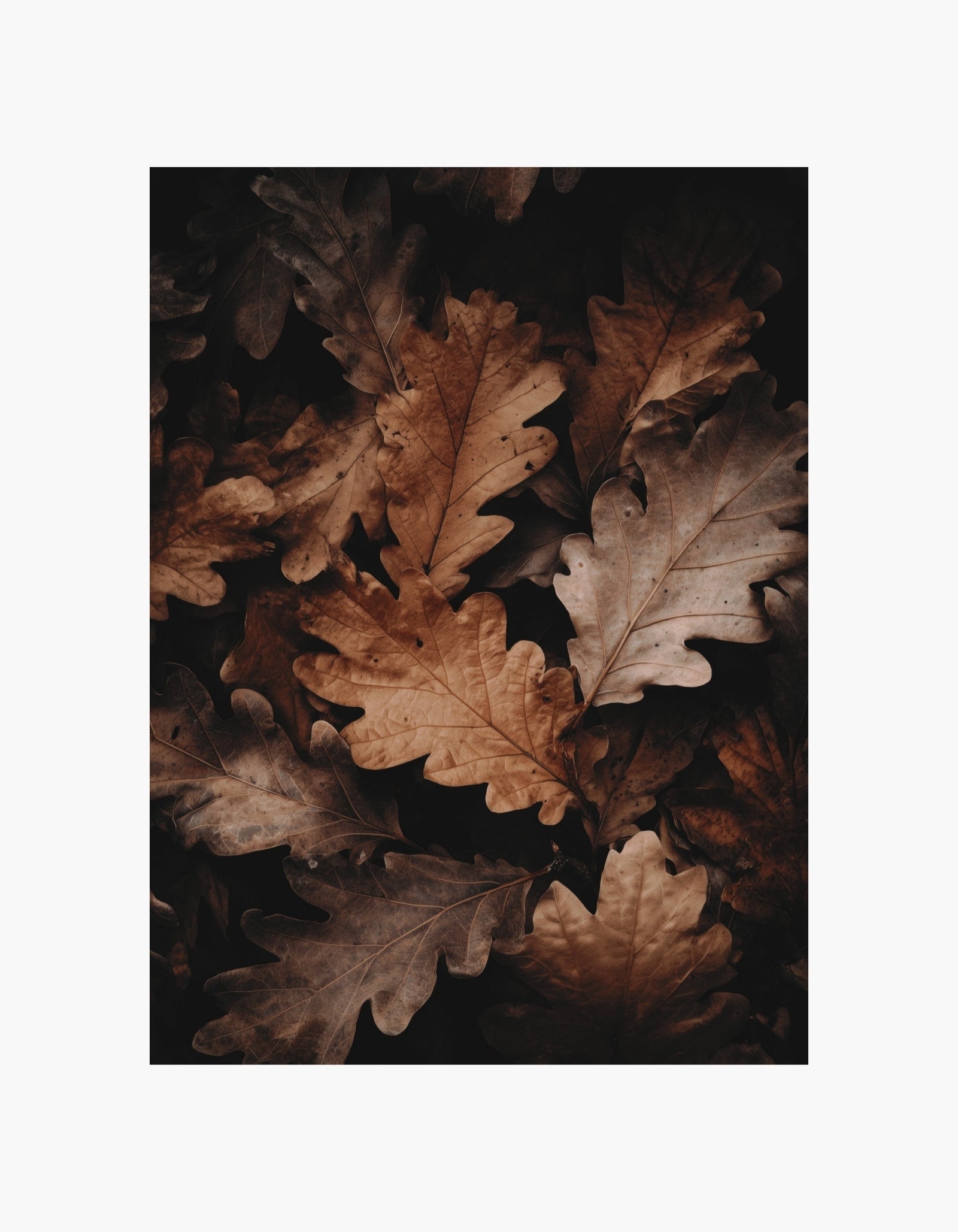 Plakat med efterårsblade