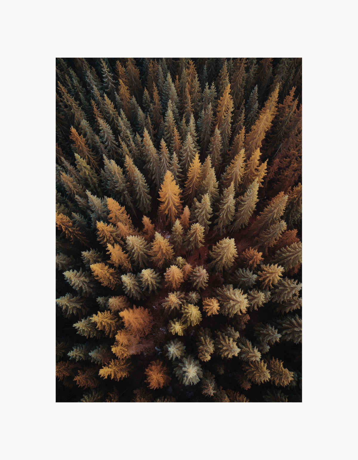 Autumn Forest Posterpaket